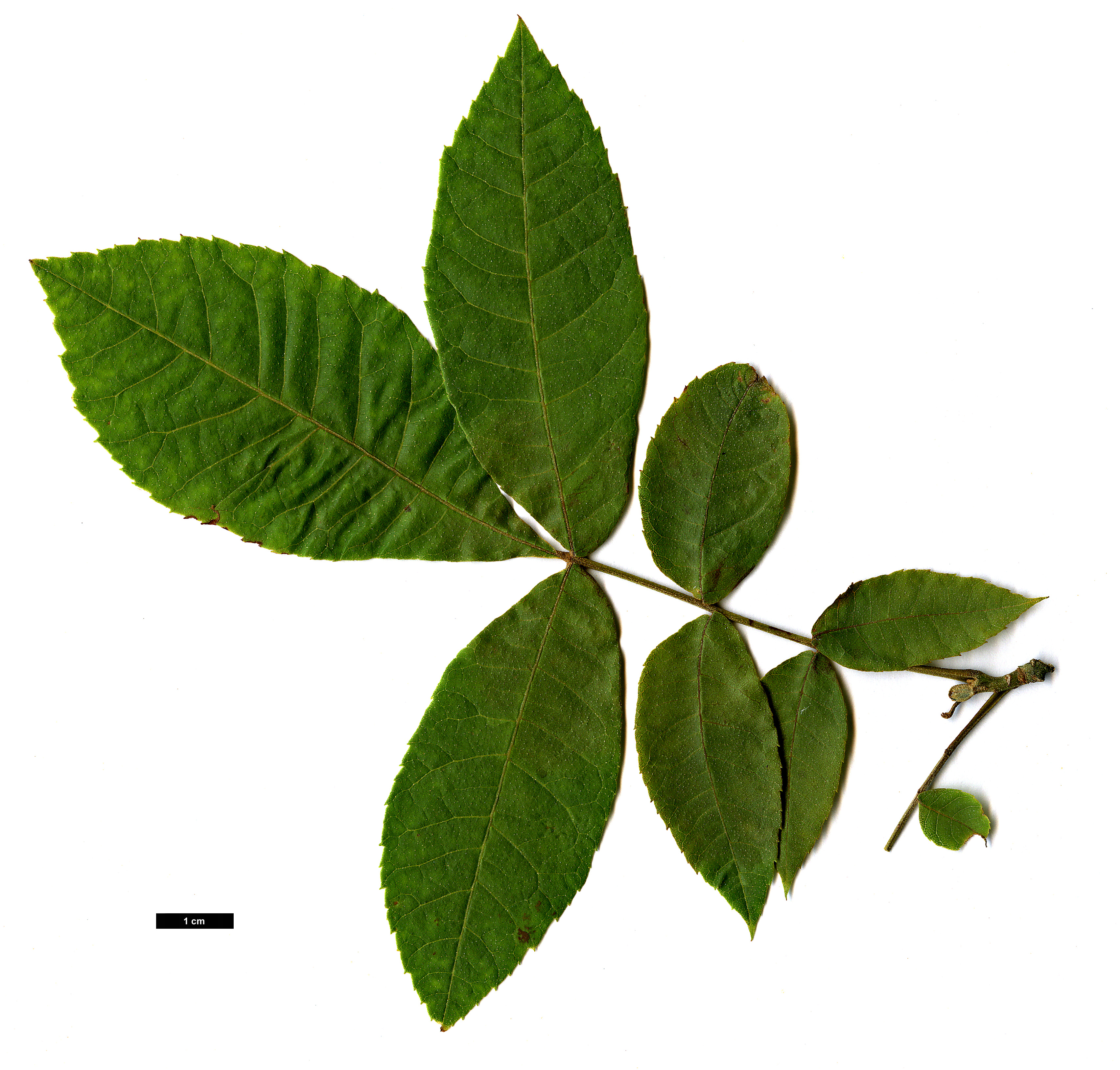 High resolution image: Family: Juglandaceae - Genus: Carya - Taxon: myristiciformis High resolution image: Family: Juglandaceae - Genus: Carya - Taxon: myristiciformis