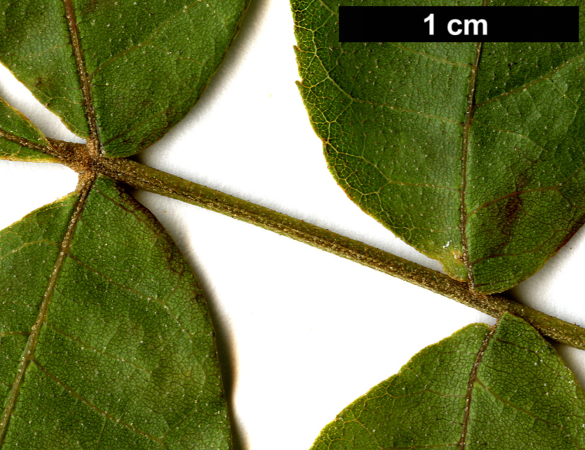 High resolution image: Family: Juglandaceae - Genus: Carya - Taxon: myristiciformis High resolution image: Family: Juglandaceae - Genus: Carya - Taxon: myristiciformis