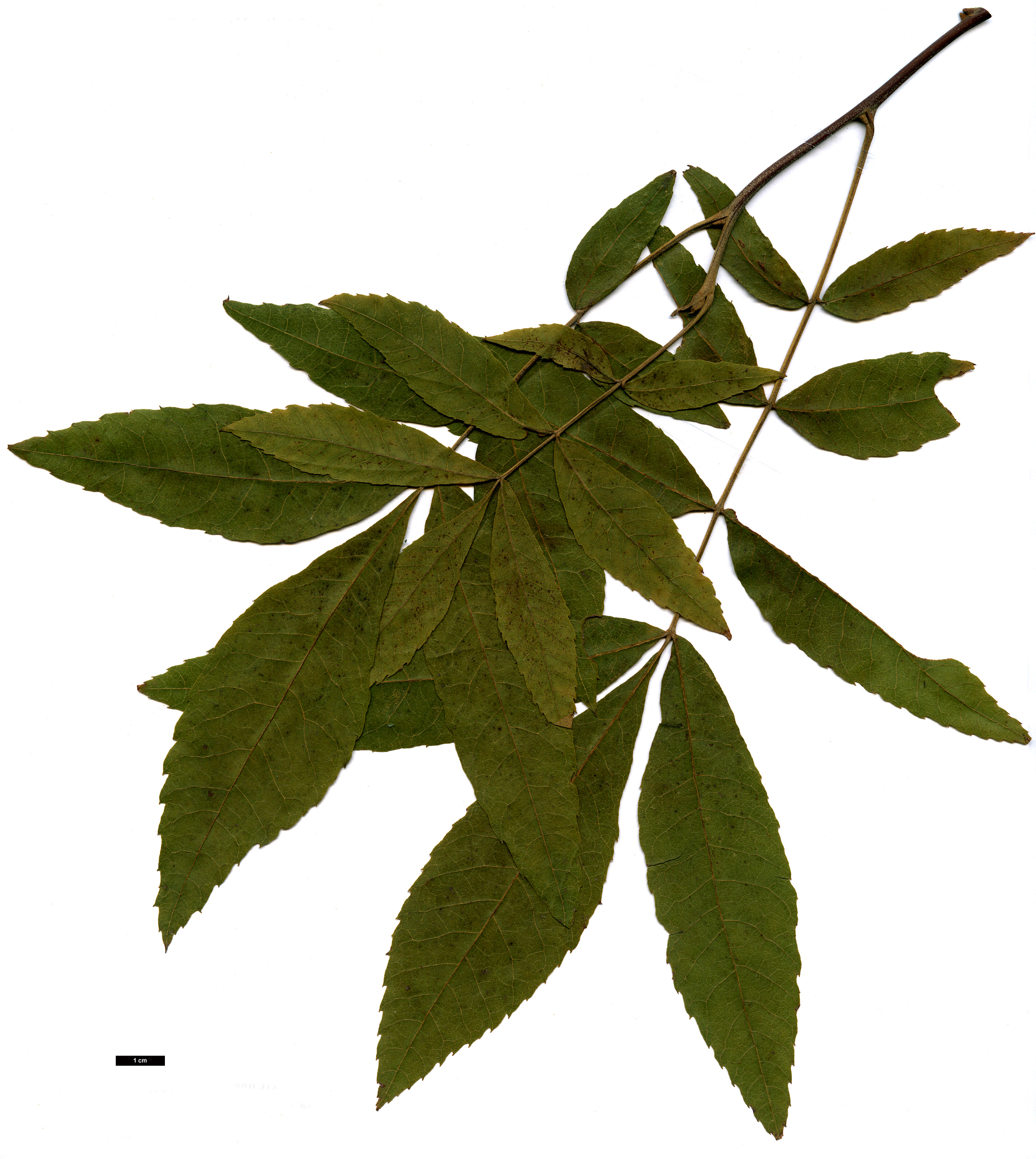 High resolution image: Family: Juglandaceae - Genus: Carya - Taxon: myristiciformis High resolution image: Family: Juglandaceae - Genus: Carya - Taxon: myristiciformis