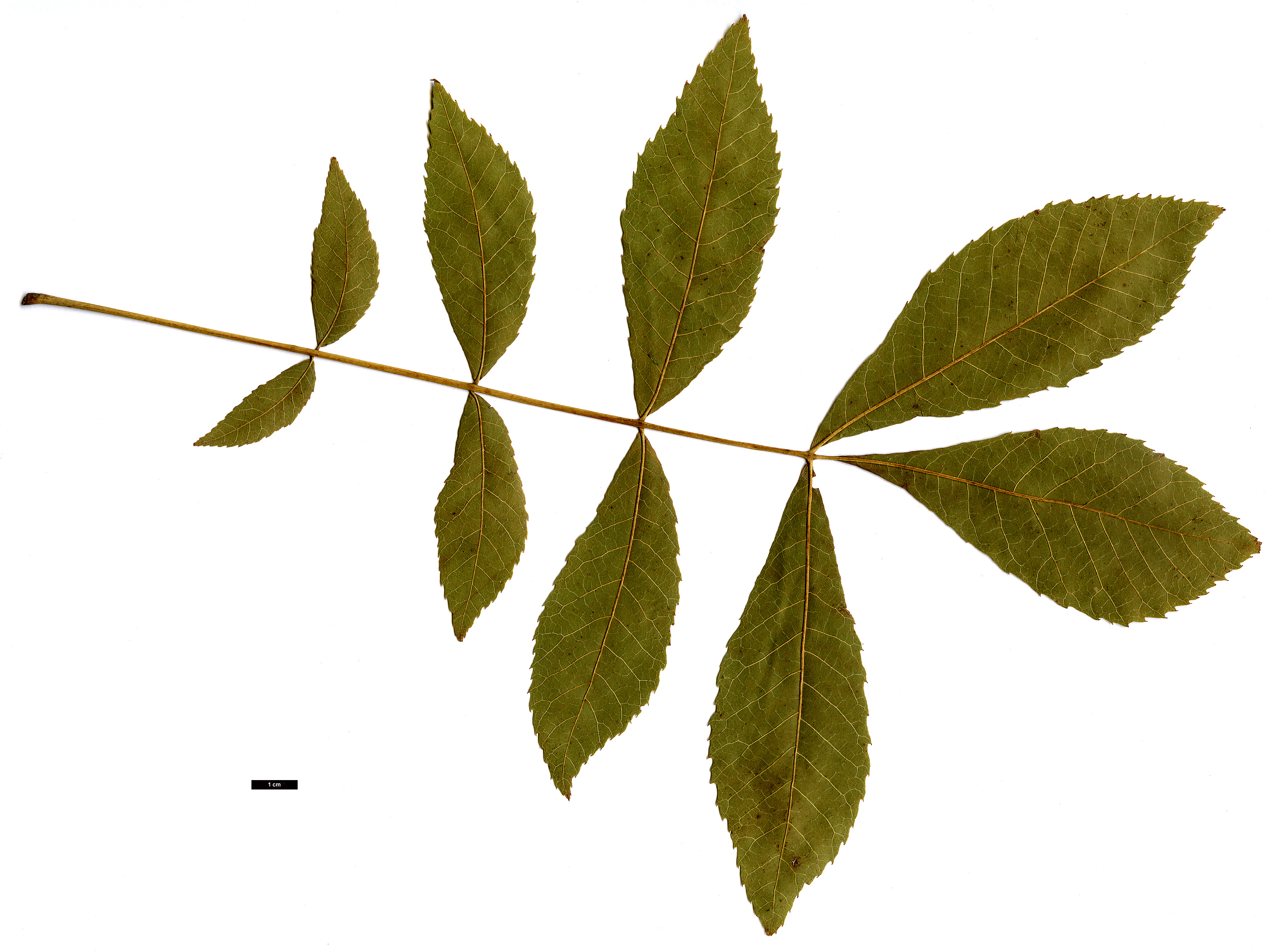 High resolution image: Family: Juglandaceae - Genus: Carya - Taxon: myristiciformis High resolution image: Family: Juglandaceae - Genus: Carya - Taxon: myristiciformis