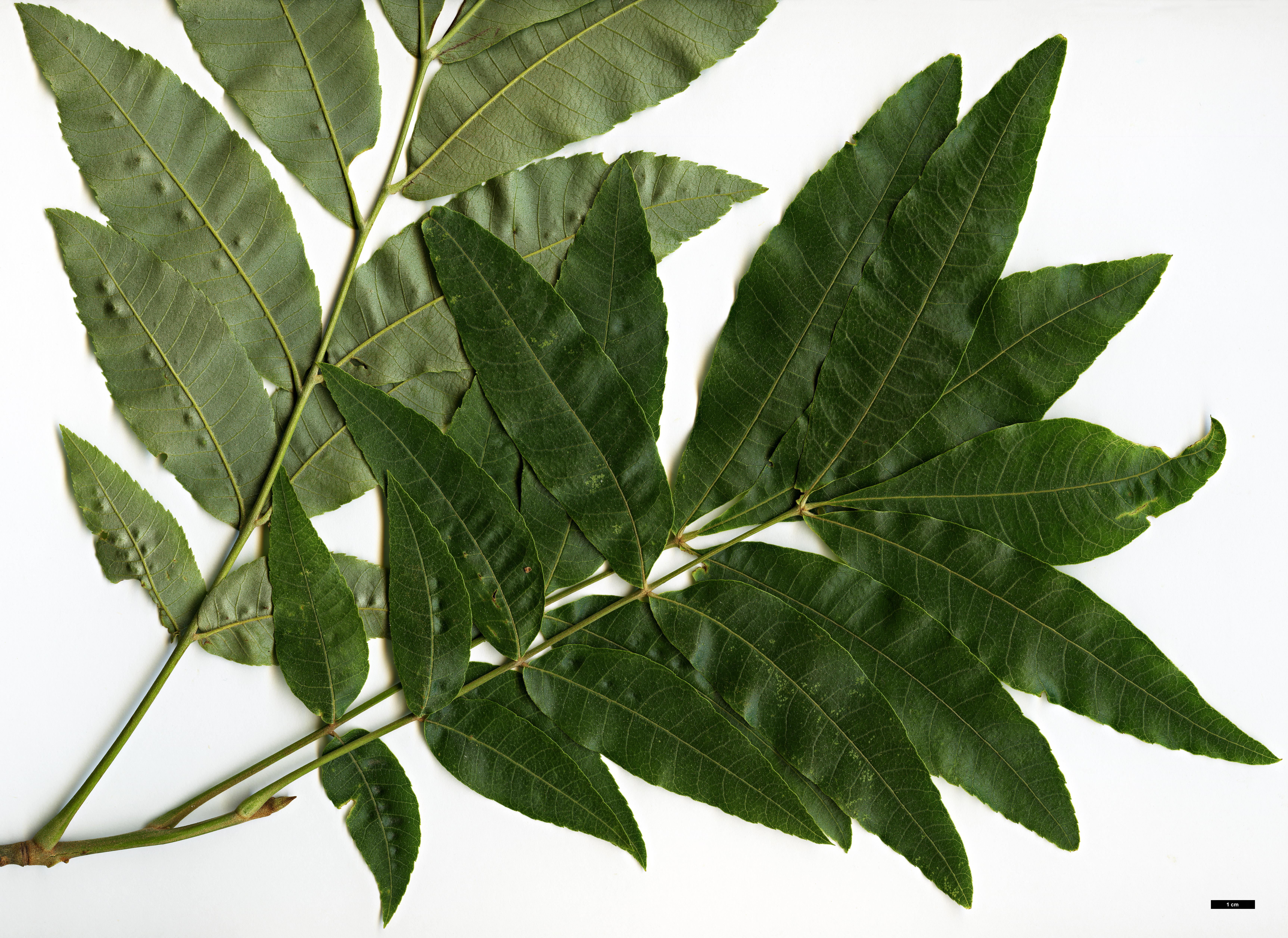 High resolution image: Family: Juglandaceae - Genus: Carya - Taxon: myristiciformis High resolution image: Family: Juglandaceae - Genus: Carya - Taxon: myristiciformis