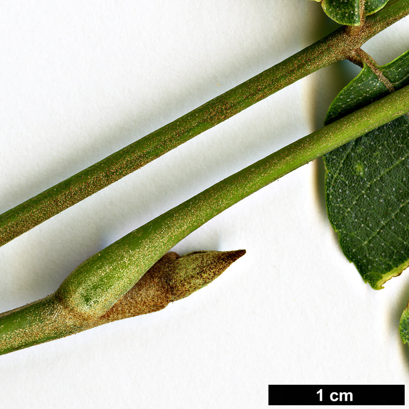 High resolution image: Family: Juglandaceae - Genus: Carya - Taxon: myristiciformis