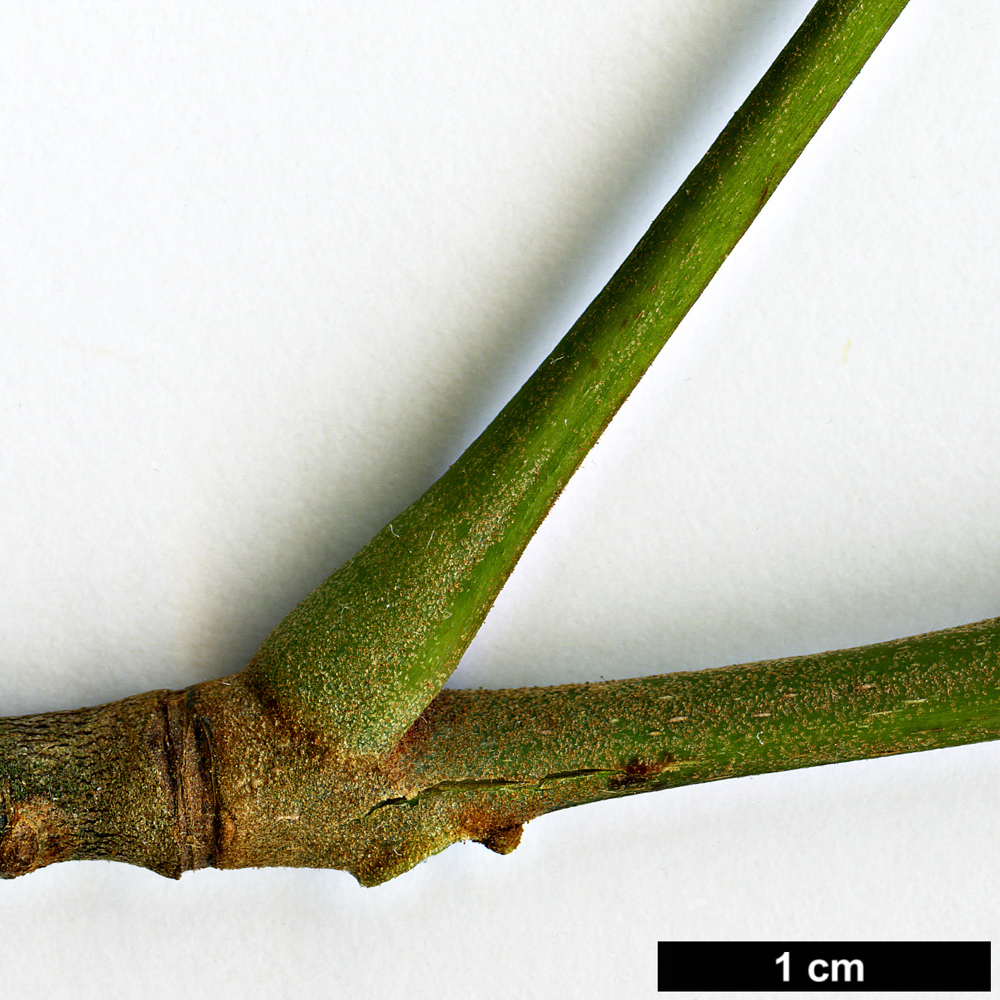 High resolution image: Family: Juglandaceae - Genus: Carya - Taxon: myristiciformis High resolution image: Family: Juglandaceae - Genus: Carya - Taxon: myristiciformis