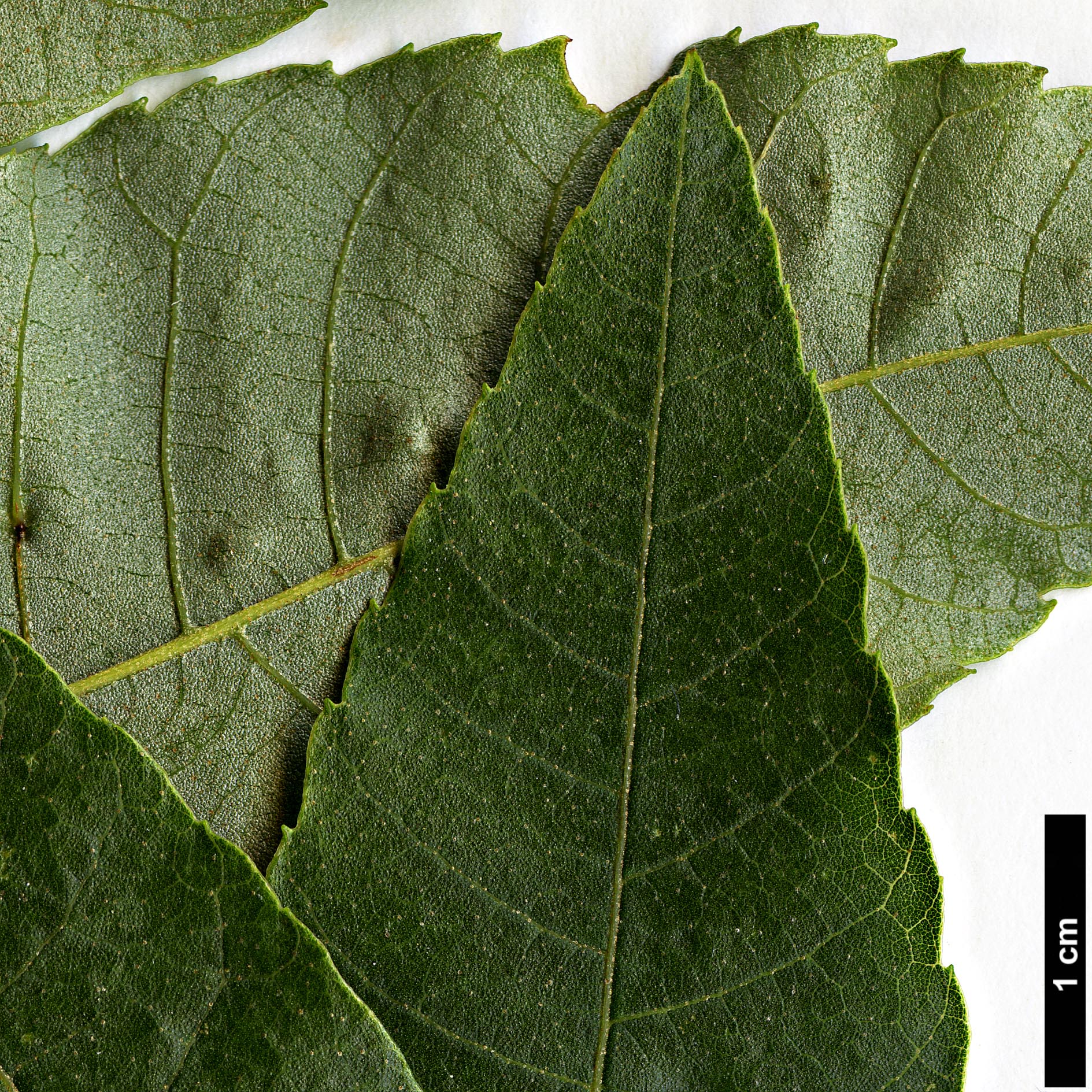 High resolution image: Family: Juglandaceae - Genus: Carya - Taxon: myristiciformis High resolution image: Family: Juglandaceae - Genus: Carya - Taxon: myristiciformis