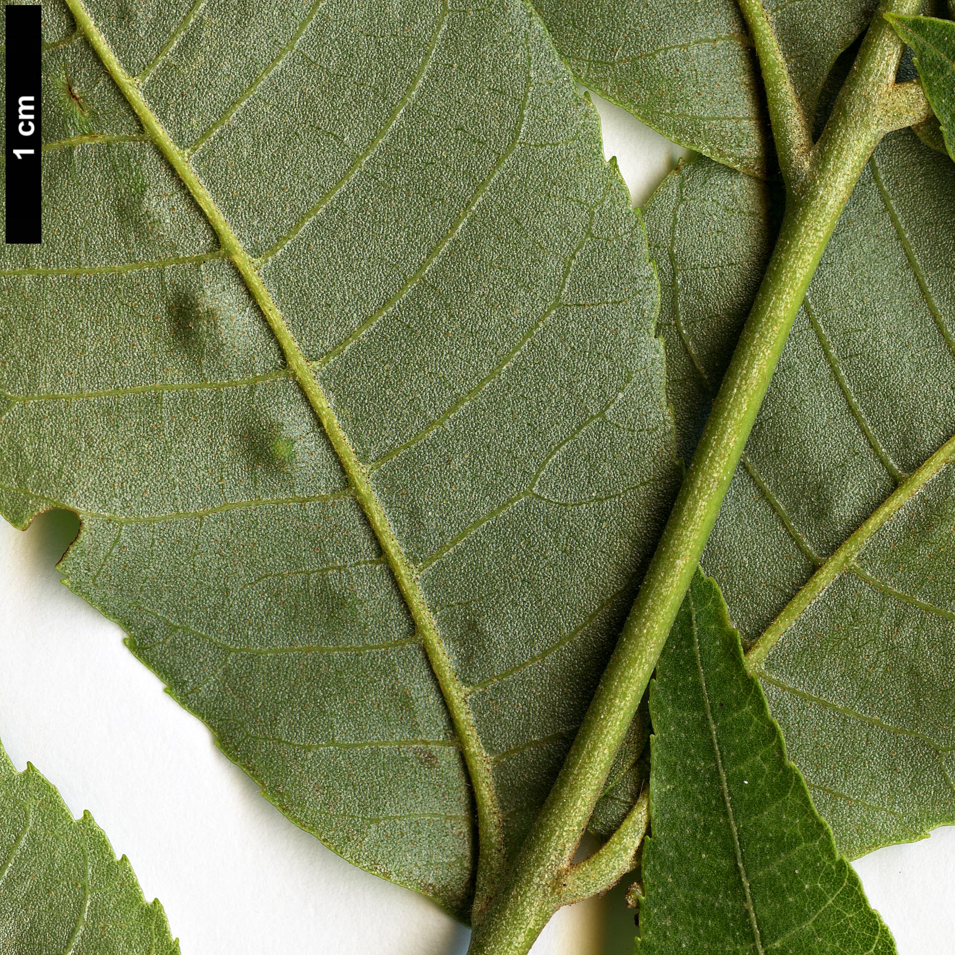 High resolution image: Family: Juglandaceae - Genus: Carya - Taxon: myristiciformis High resolution image: Family: Juglandaceae - Genus: Carya - Taxon: myristiciformis