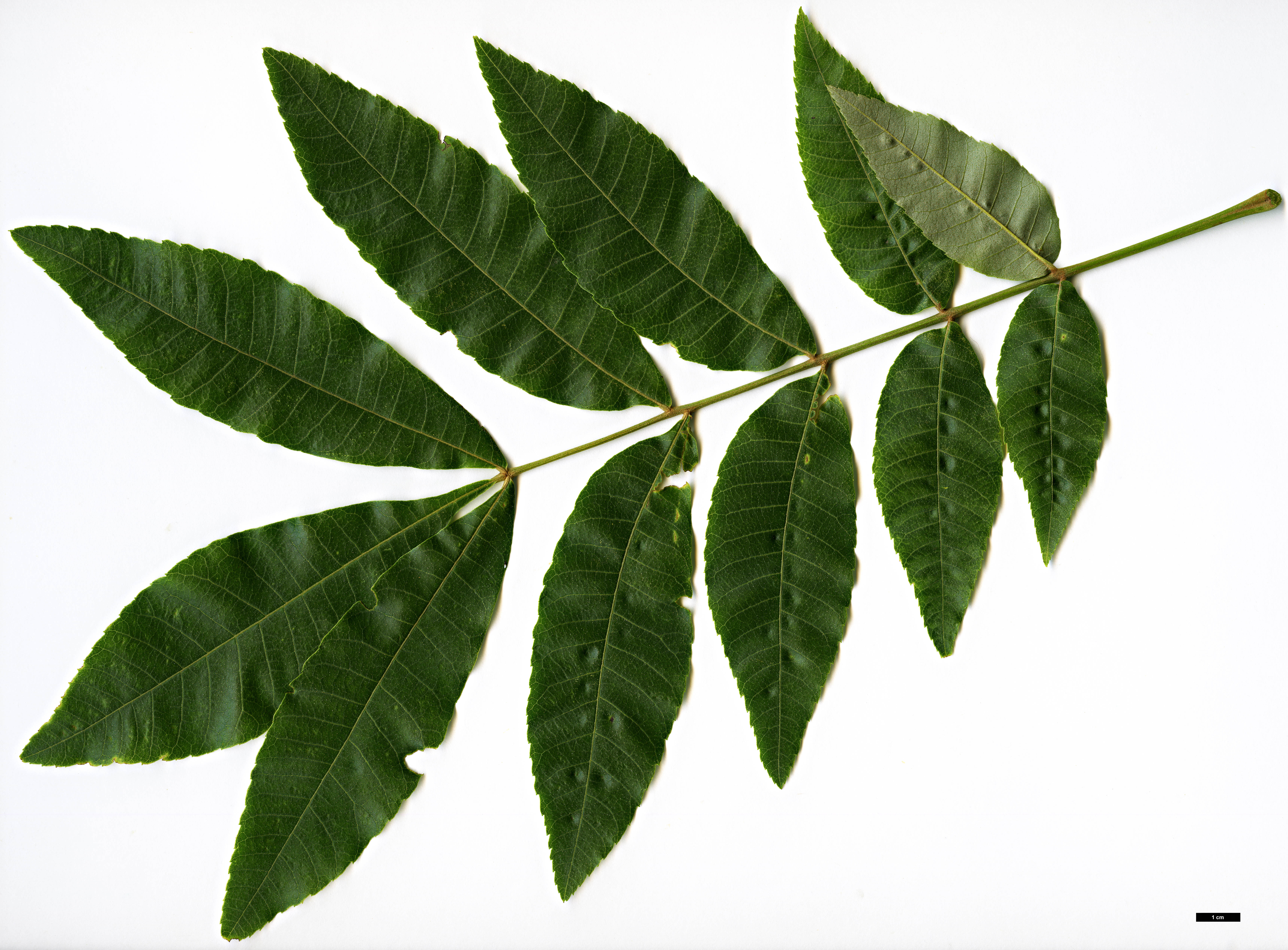 High resolution image: Family: Juglandaceae - Genus: Carya - Taxon: myristiciformis High resolution image: Family: Juglandaceae - Genus: Carya - Taxon: myristiciformis