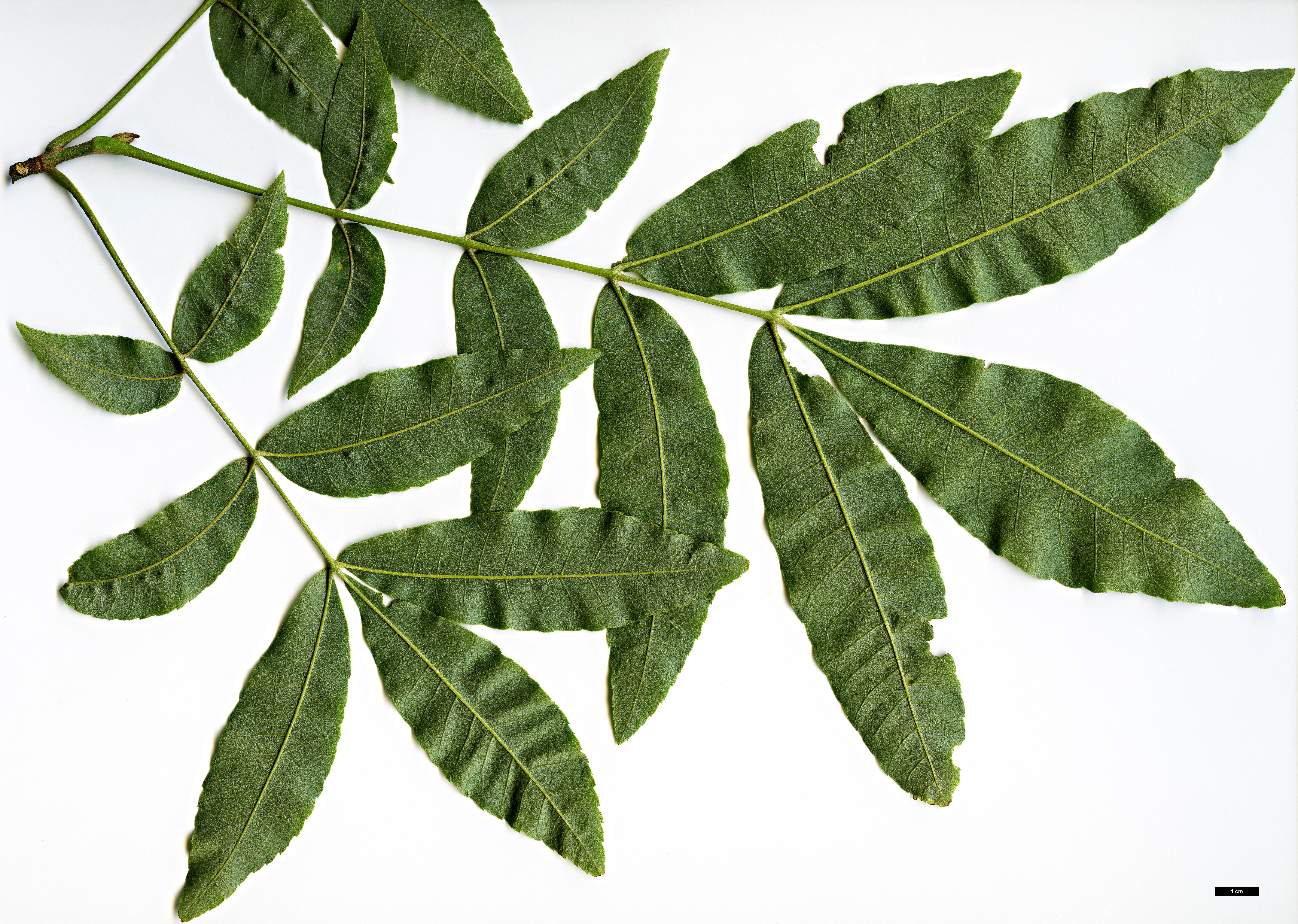 High resolution image: Family: Juglandaceae - Genus: Carya - Taxon: myristiciformis High resolution image: Family: Juglandaceae - Genus: Carya - Taxon: myristiciformis