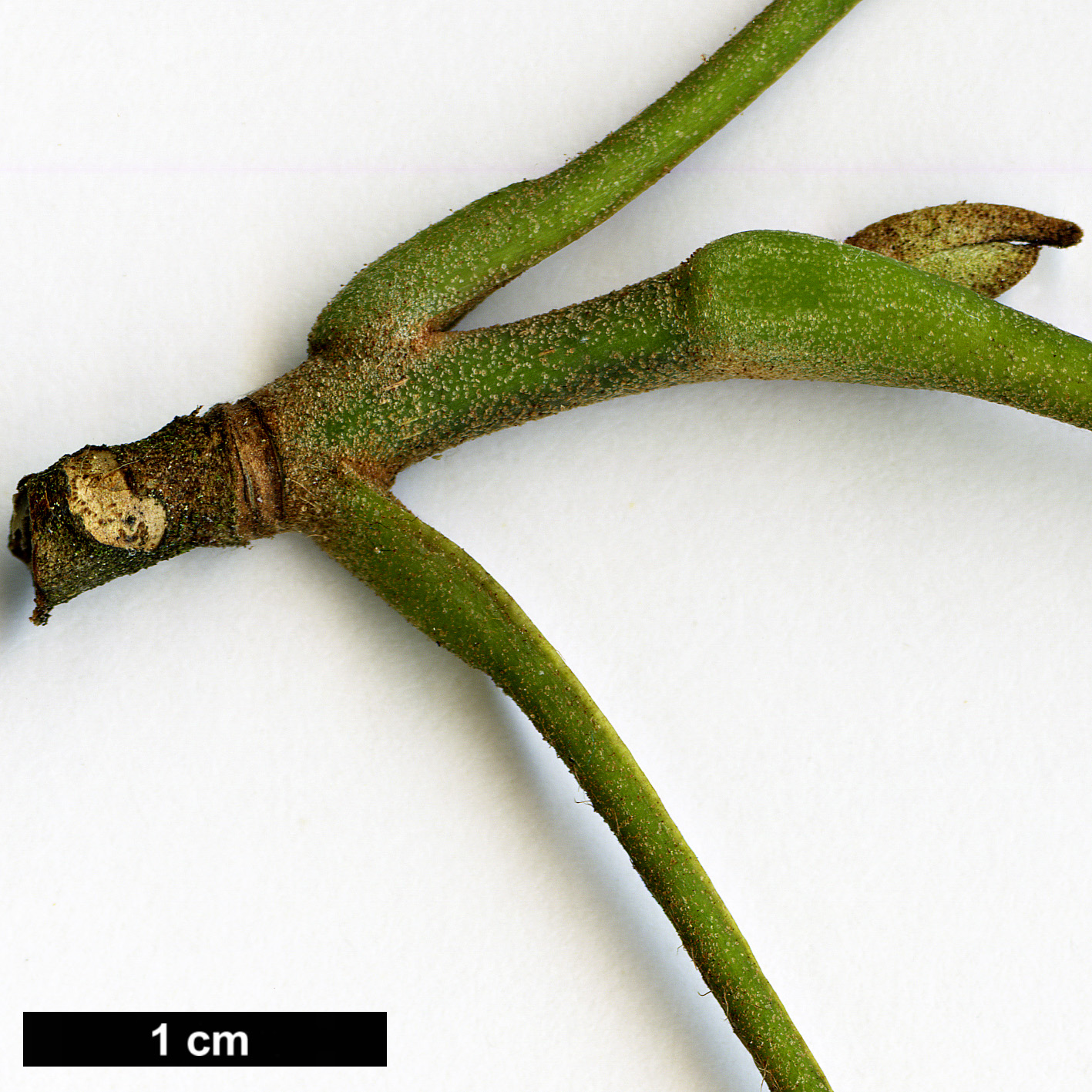 High resolution image: Family: Juglandaceae - Genus: Carya - Taxon: myristiciformis High resolution image: Family: Juglandaceae - Genus: Carya - Taxon: myristiciformis