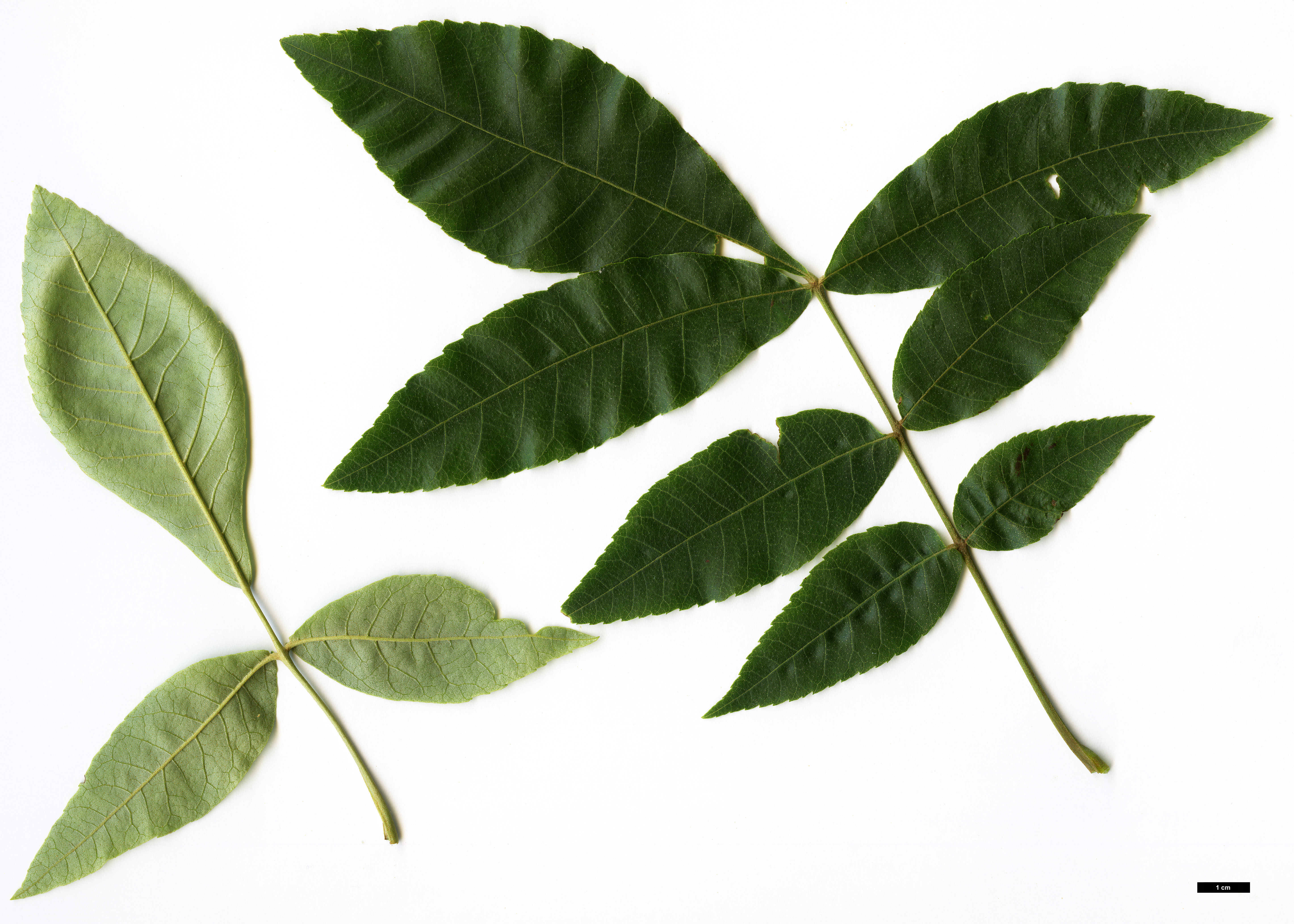 High resolution image: Family: Juglandaceae - Genus: Carya - Taxon: myristiciformis High resolution image: Family: Juglandaceae - Genus: Carya - Taxon: myristiciformis