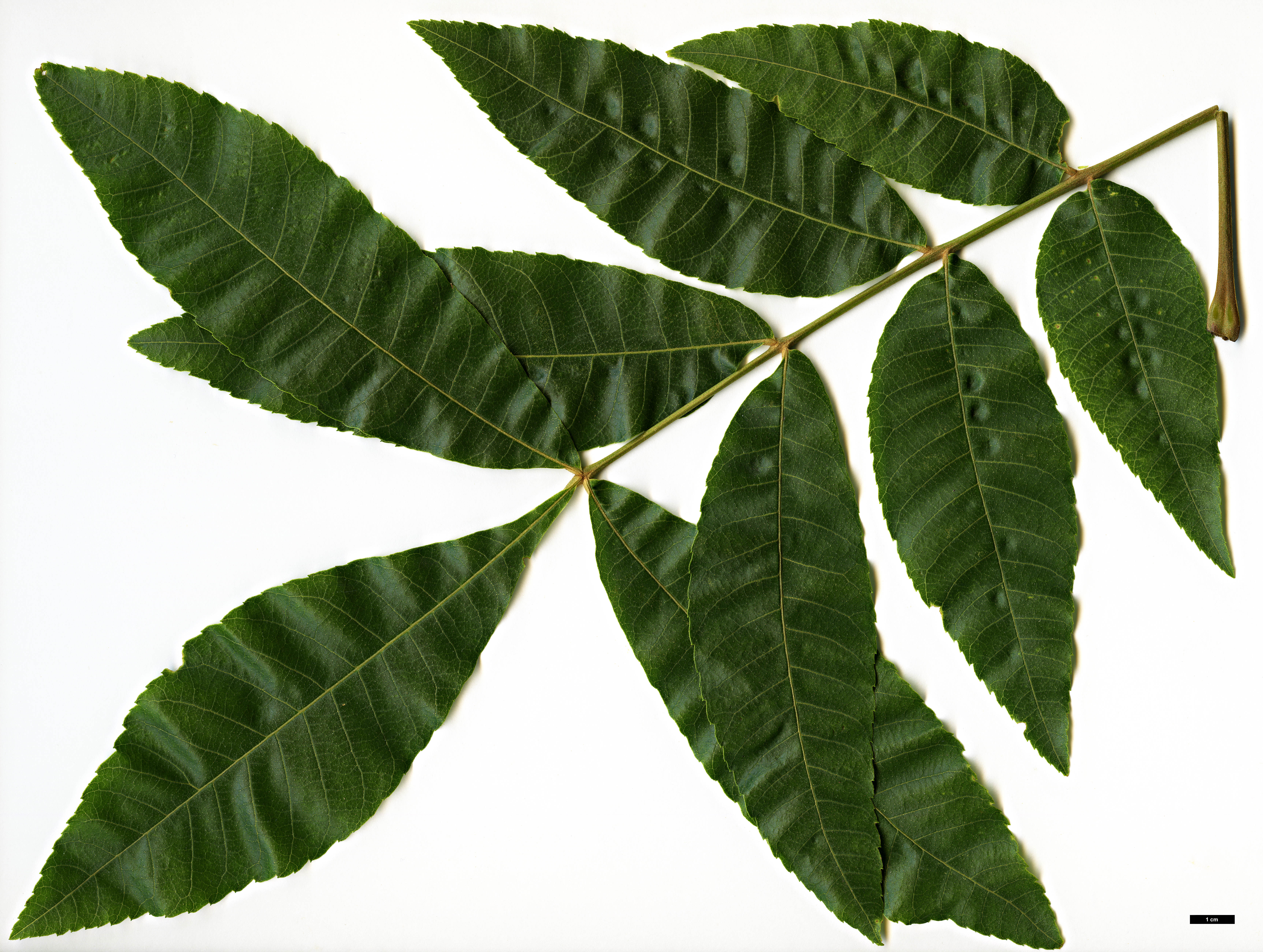 High resolution image: Family: Juglandaceae - Genus: Carya - Taxon: myristiciformis High resolution image: Family: Juglandaceae - Genus: Carya - Taxon: myristiciformis