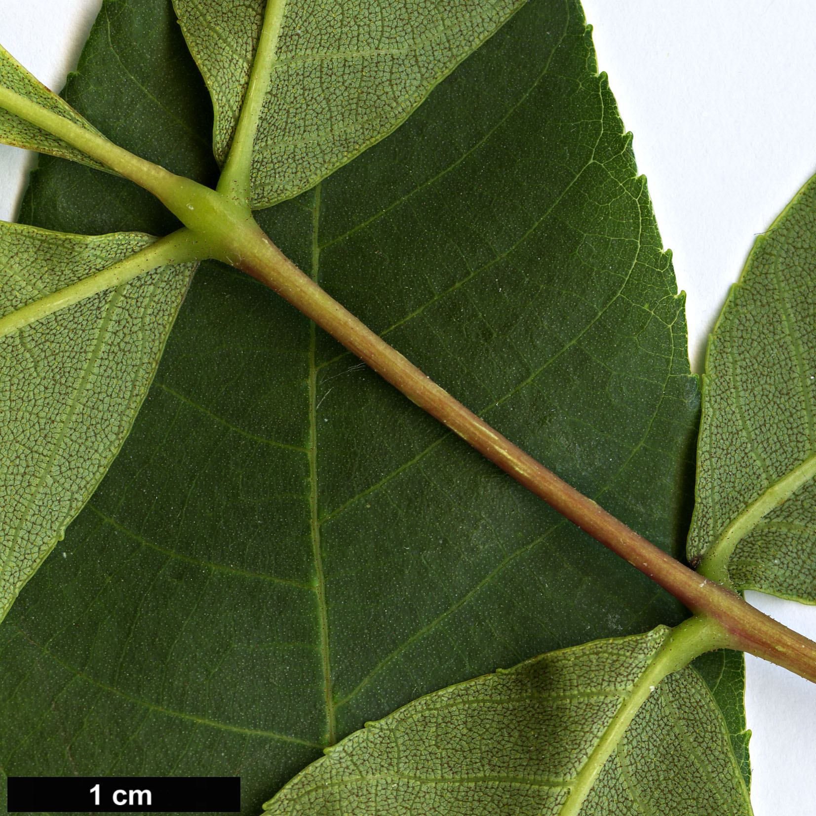 High resolution image: Family: Juglandaceae - Genus: Carya - Taxon: ovalis
