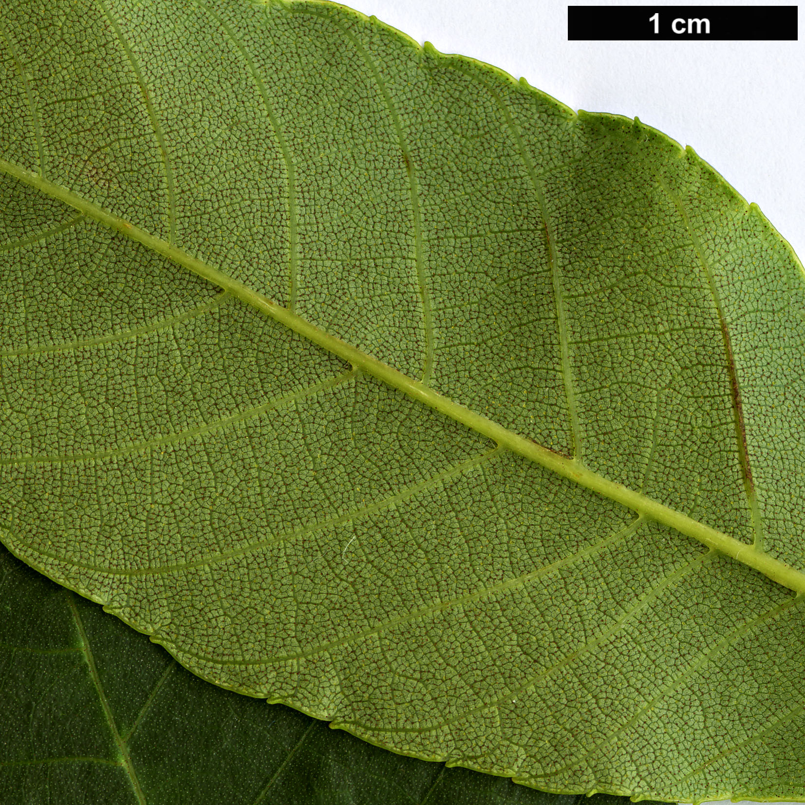 High resolution image: Family: Juglandaceae - Genus: Carya - Taxon: ovalis