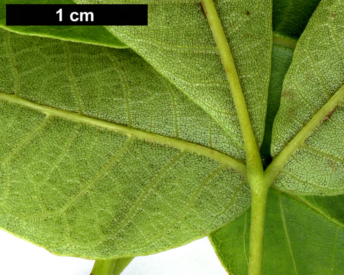 High resolution image: Family: Juglandaceae - Genus: Carya - Taxon: ovata