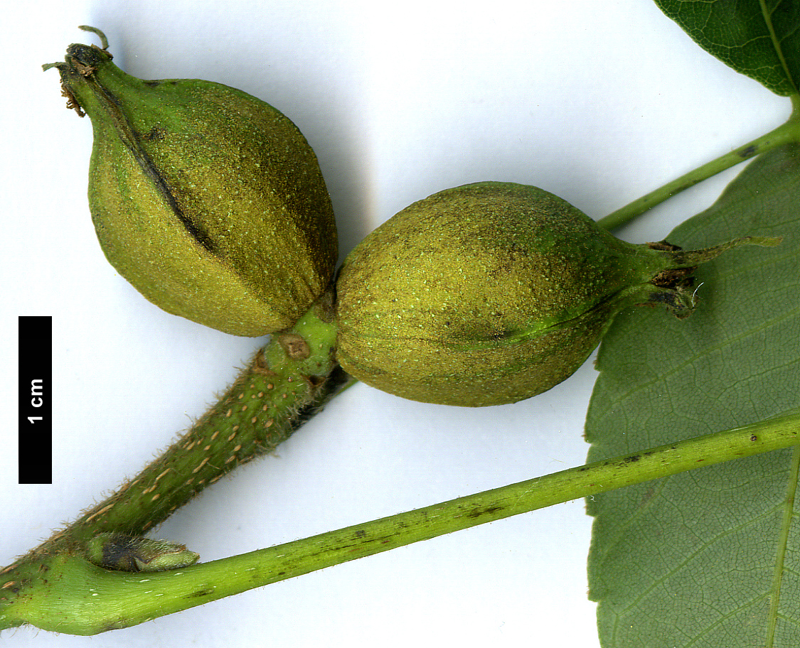 High resolution image: Family: Juglandaceae - Genus: Carya - Taxon: ovata