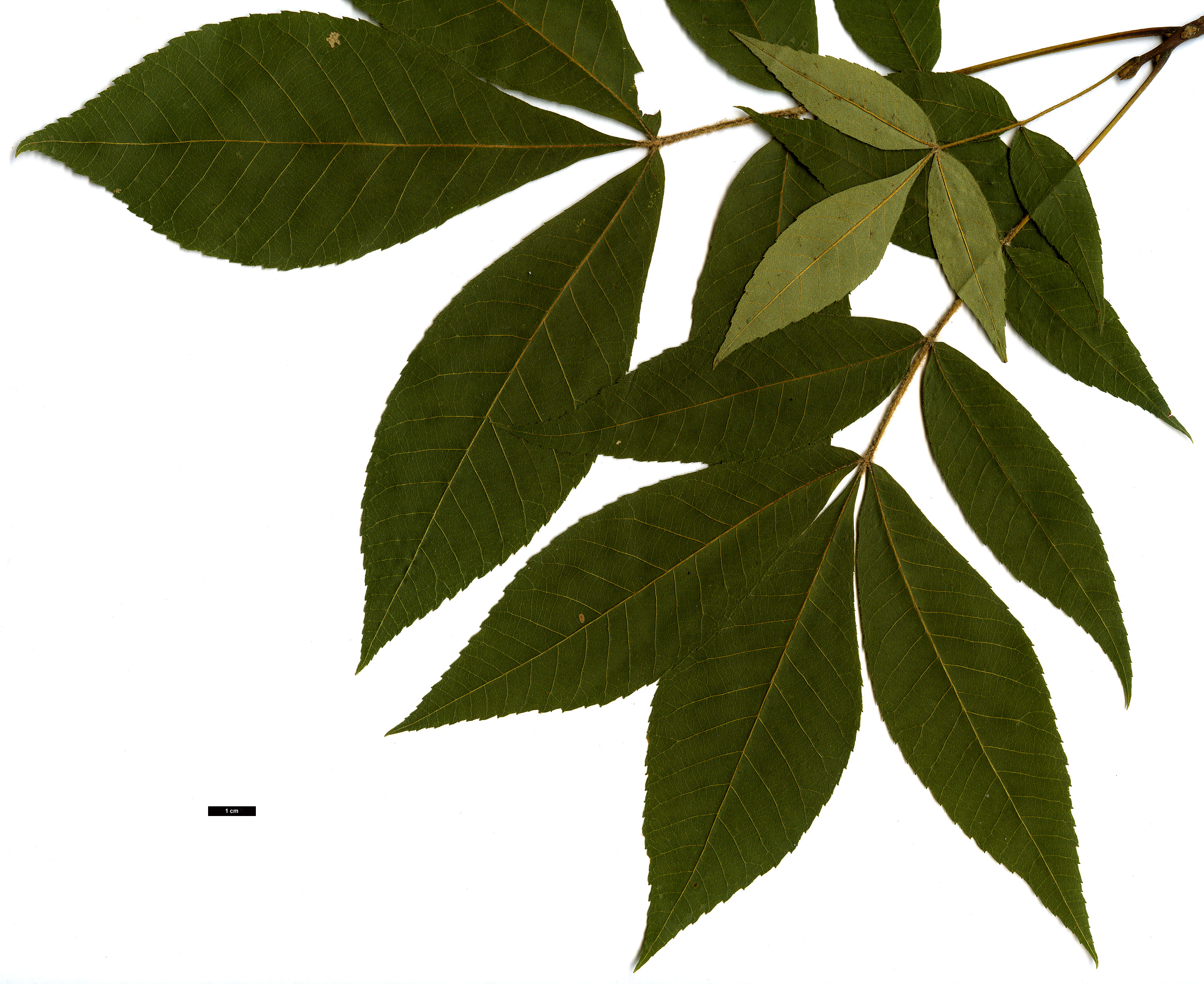 High resolution image: Family: Juglandaceae - Genus: Carya - Taxon: pallida