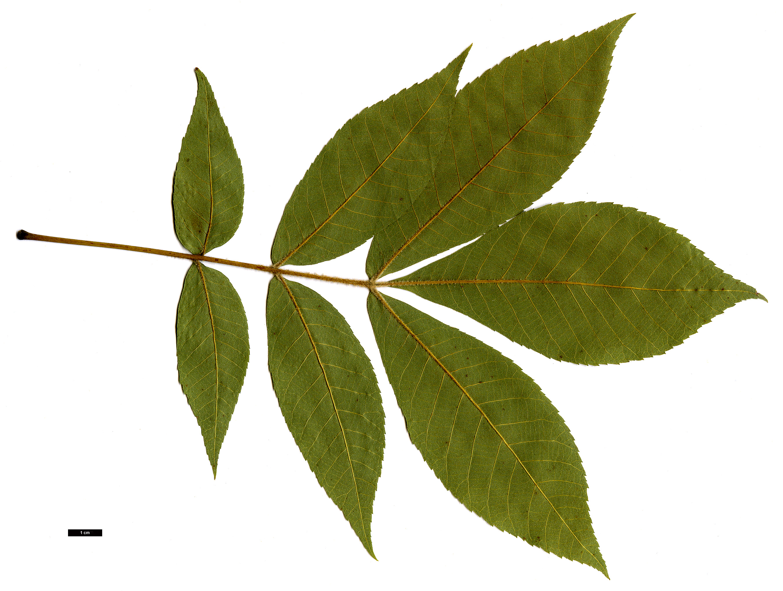 High resolution image: Family: Juglandaceae - Genus: Carya - Taxon: pallida