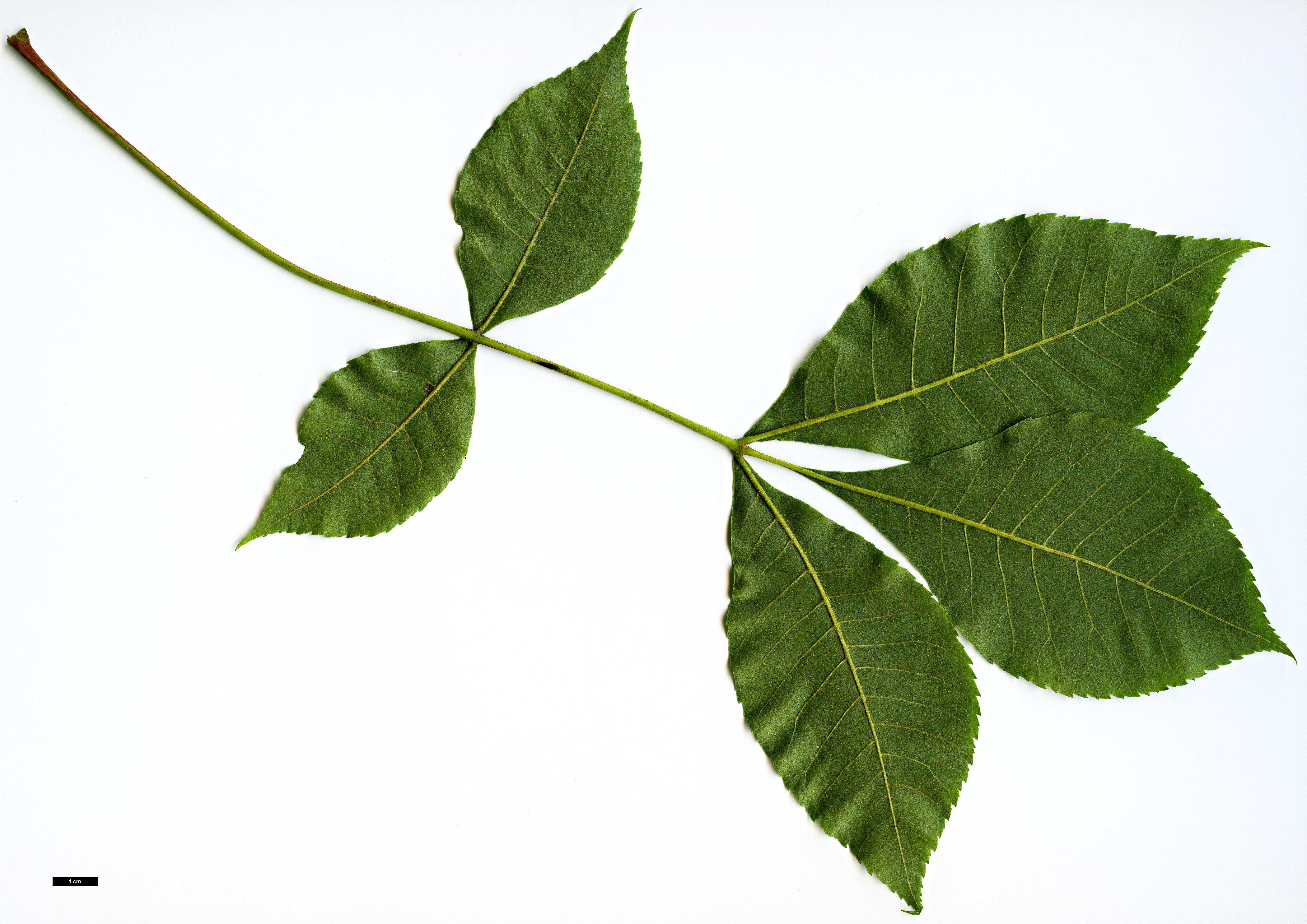 High resolution image: Family: Juglandaceae - Genus: Carya - Taxon: texana High resolution image: Family: Juglandaceae - Genus: Carya - Taxon: texana