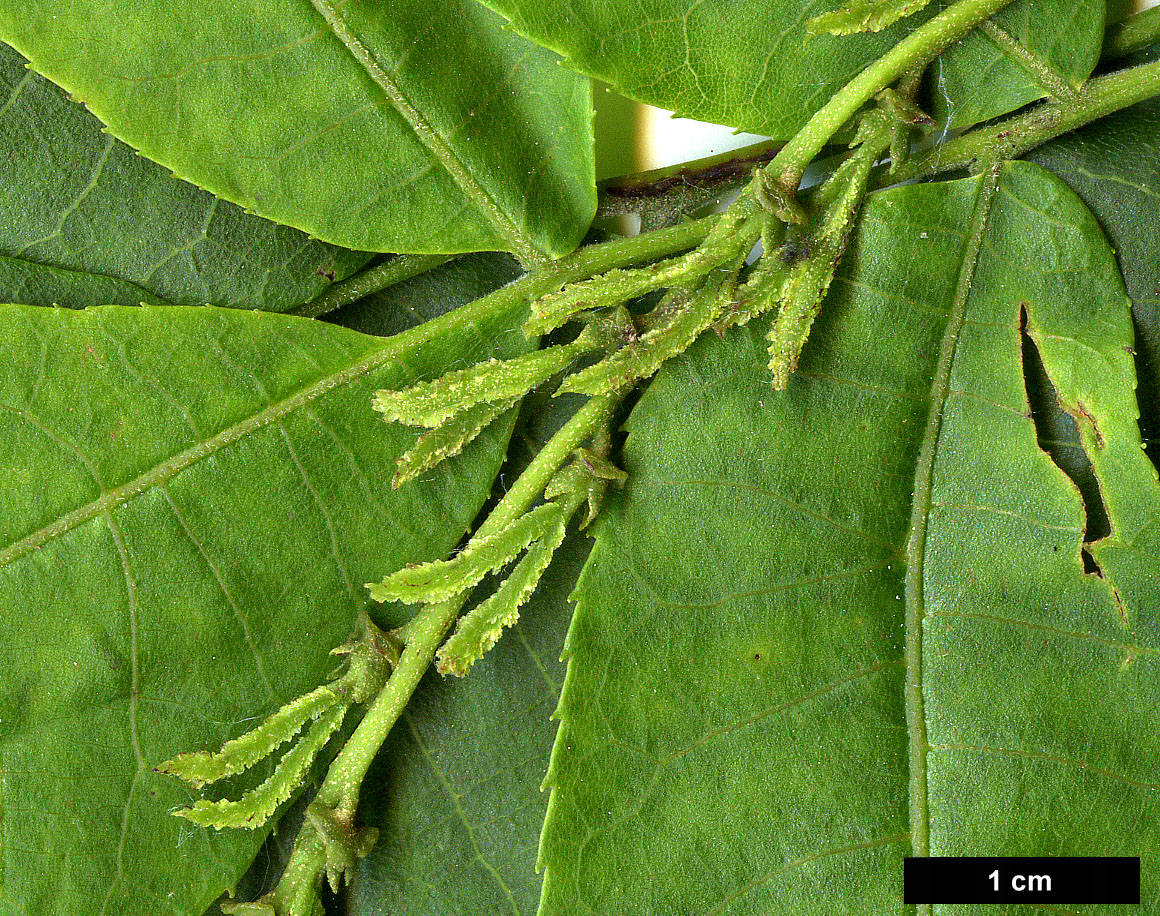 High resolution image: Family: Juglandaceae - Genus: Cyclocarya - Taxon: paliurus