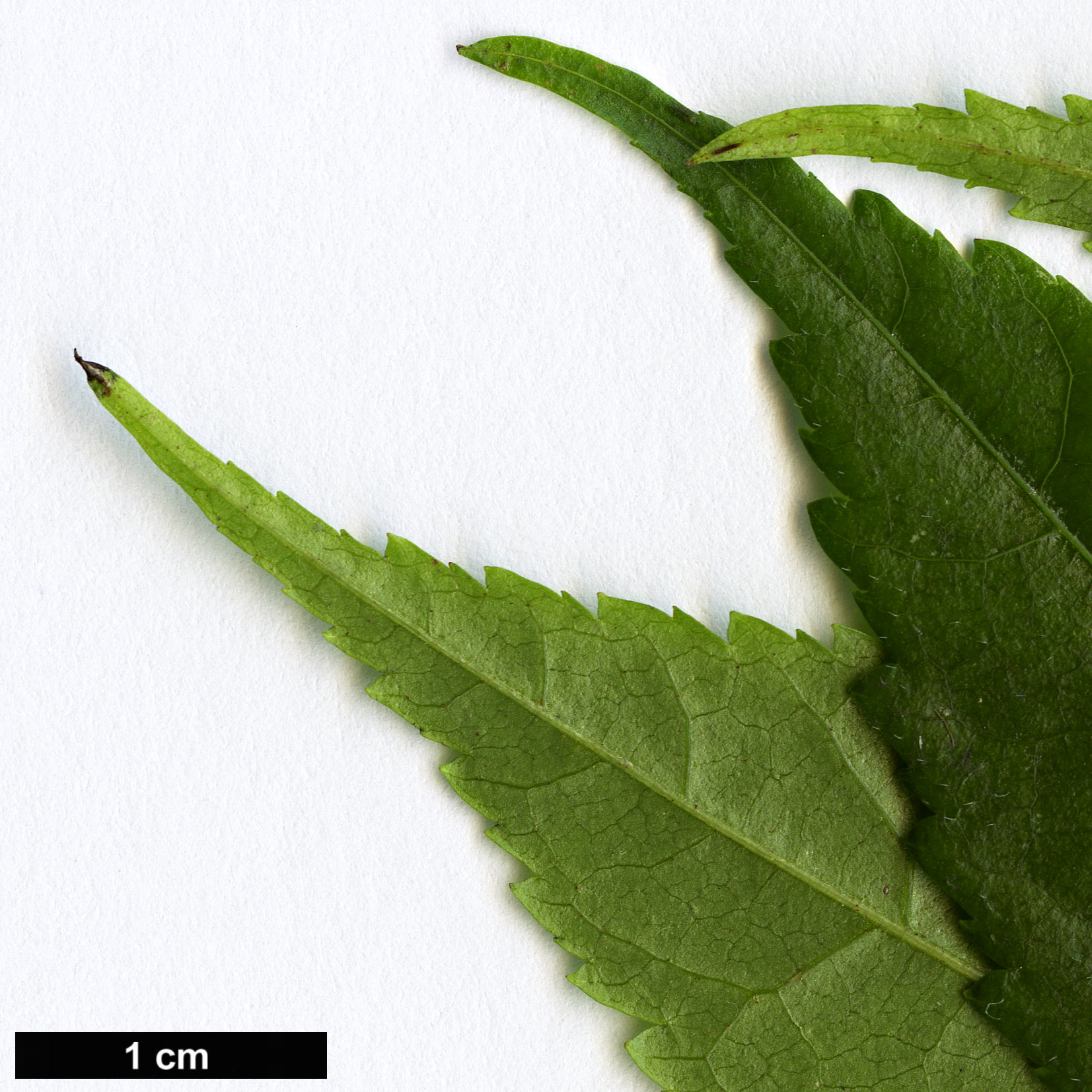 High resolution image: Family: Juglandaceae - Genus: Engelhardia - Taxon: spicata