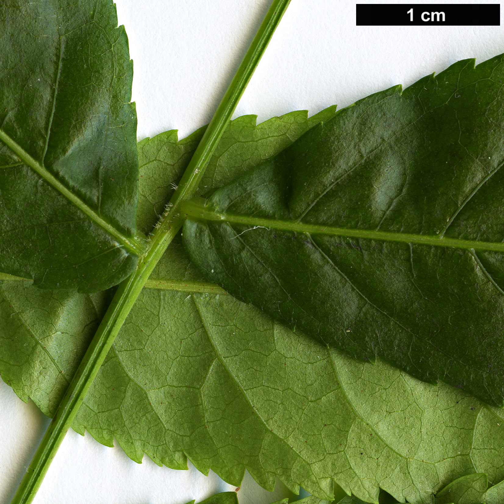 High resolution image: Family: Juglandaceae - Genus: Engelhardia - Taxon: spicata