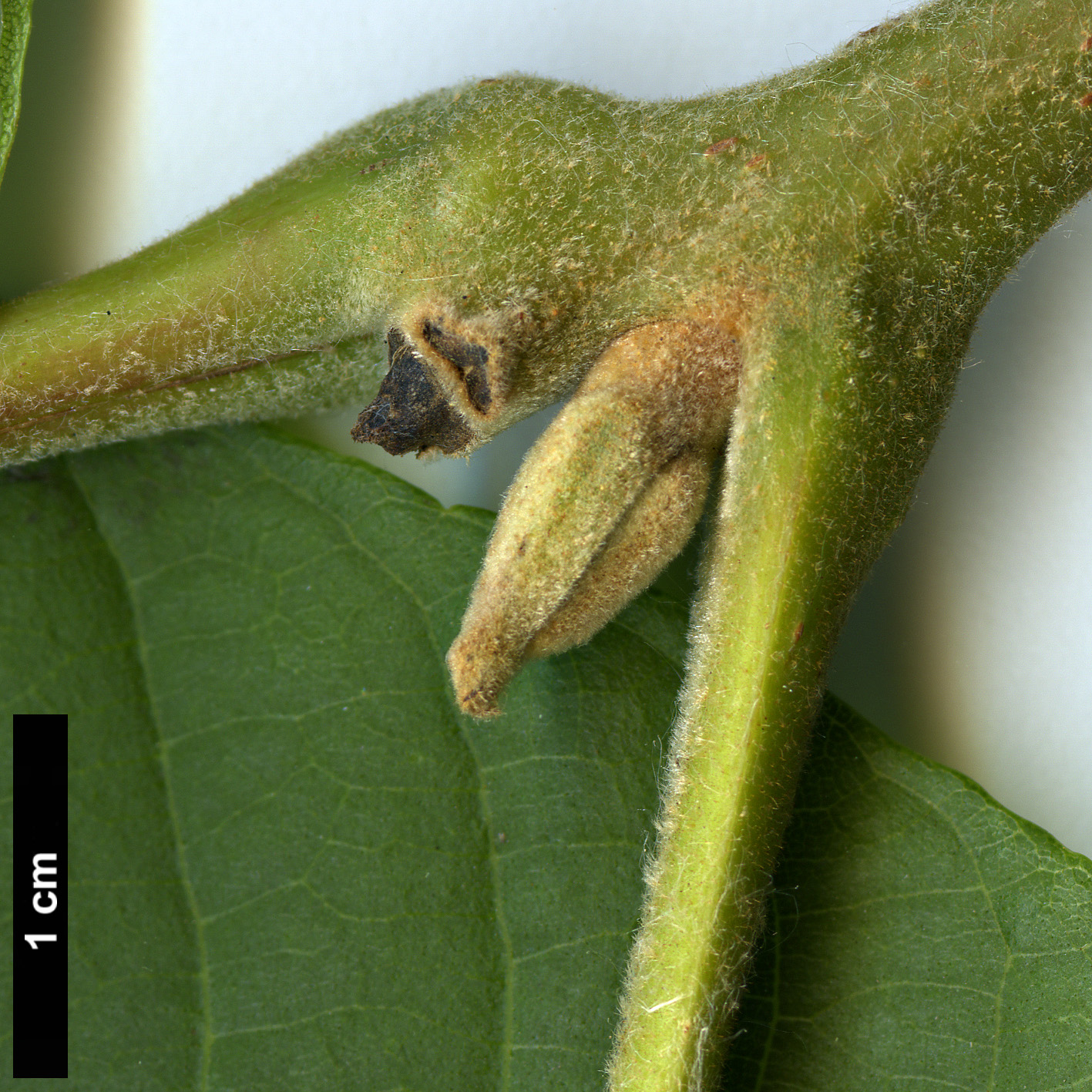 High resolution image: Family: Juglandaceae - Genus: Juglans - Taxon: australis