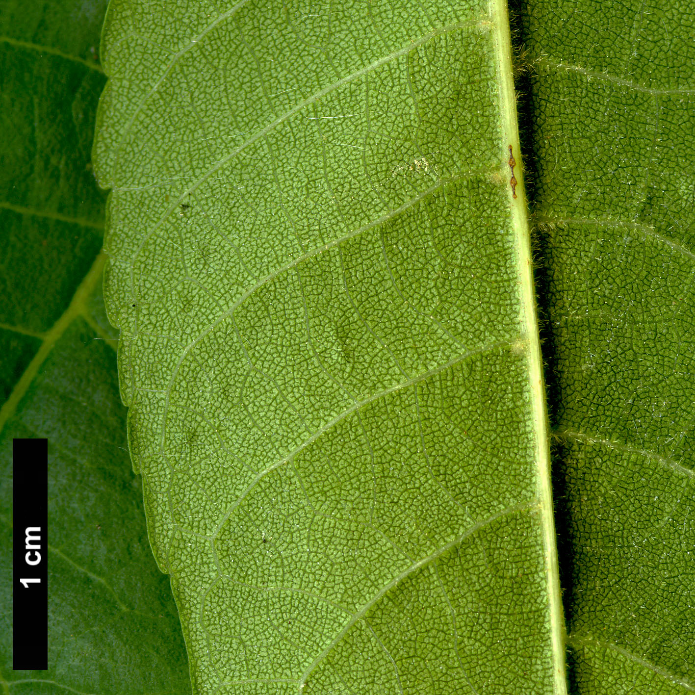 High resolution image: Family: Juglandaceae - Genus: Juglans - Taxon: australis