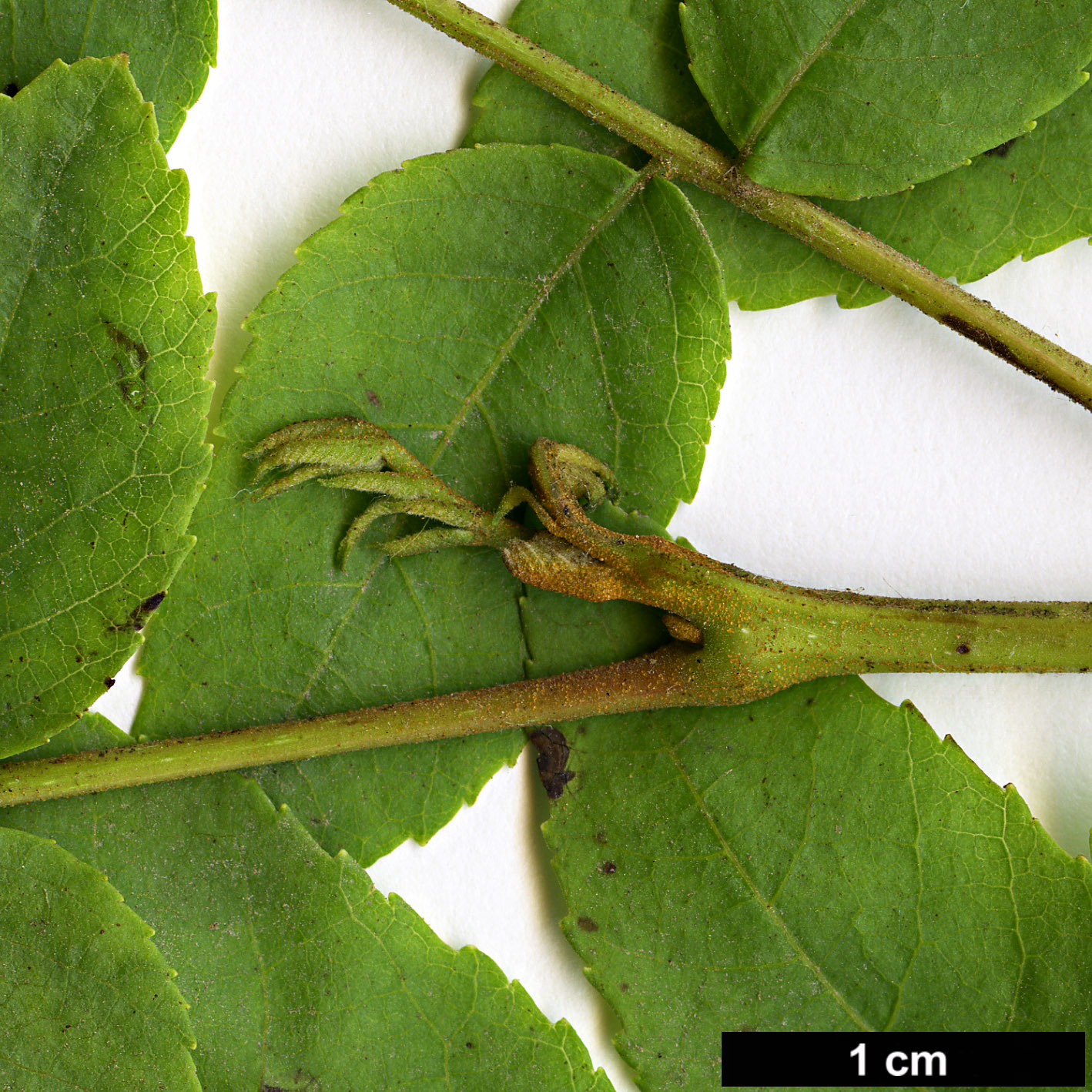 High resolution image: Family: Juglandaceae - Genus: Juglans - Taxon: californica