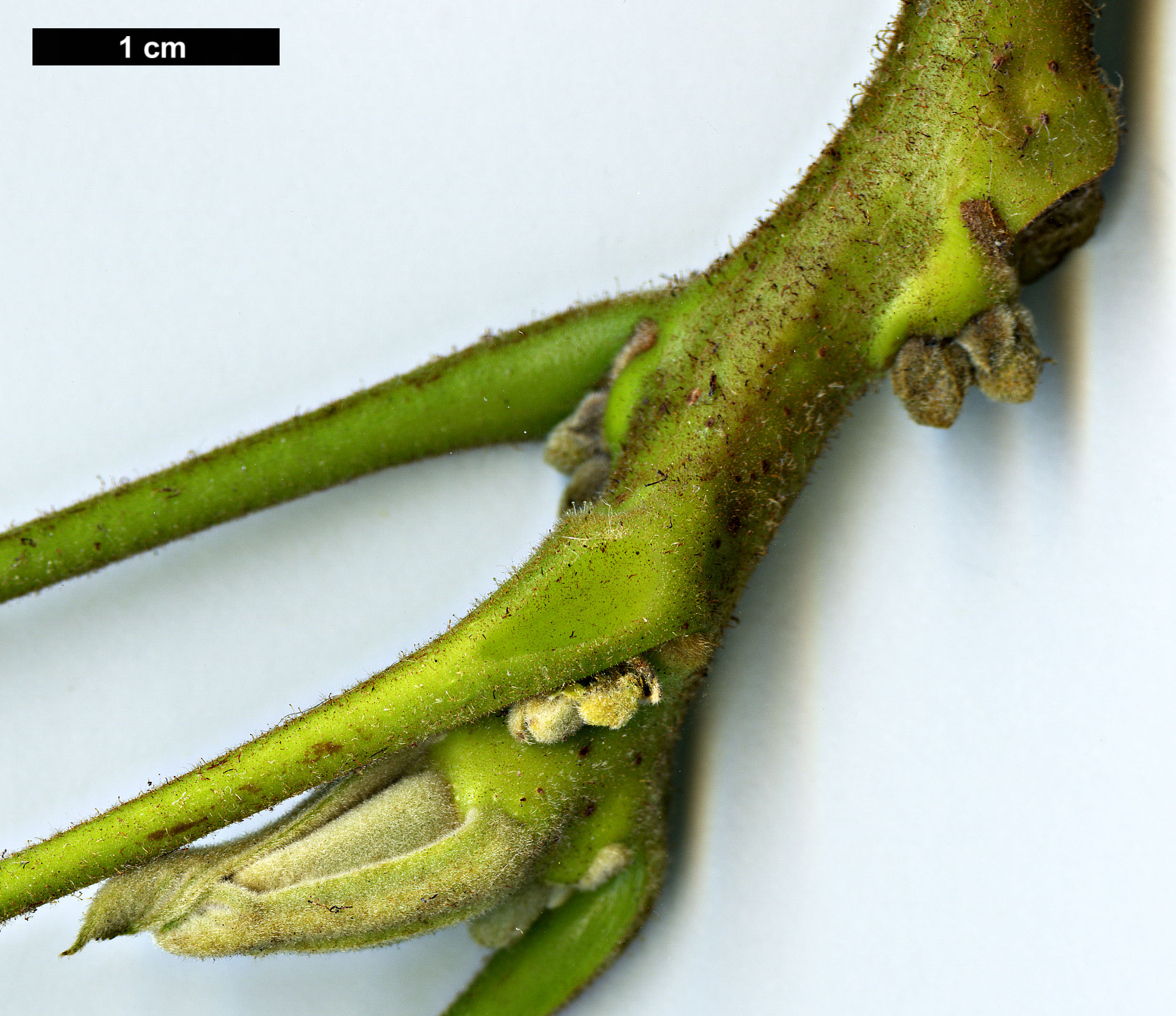 High resolution image: Family: Juglandaceae - Genus: Juglans - Taxon: cinerea High resolution image: Family: Juglandaceae - Genus: Juglans - Taxon: cinerea