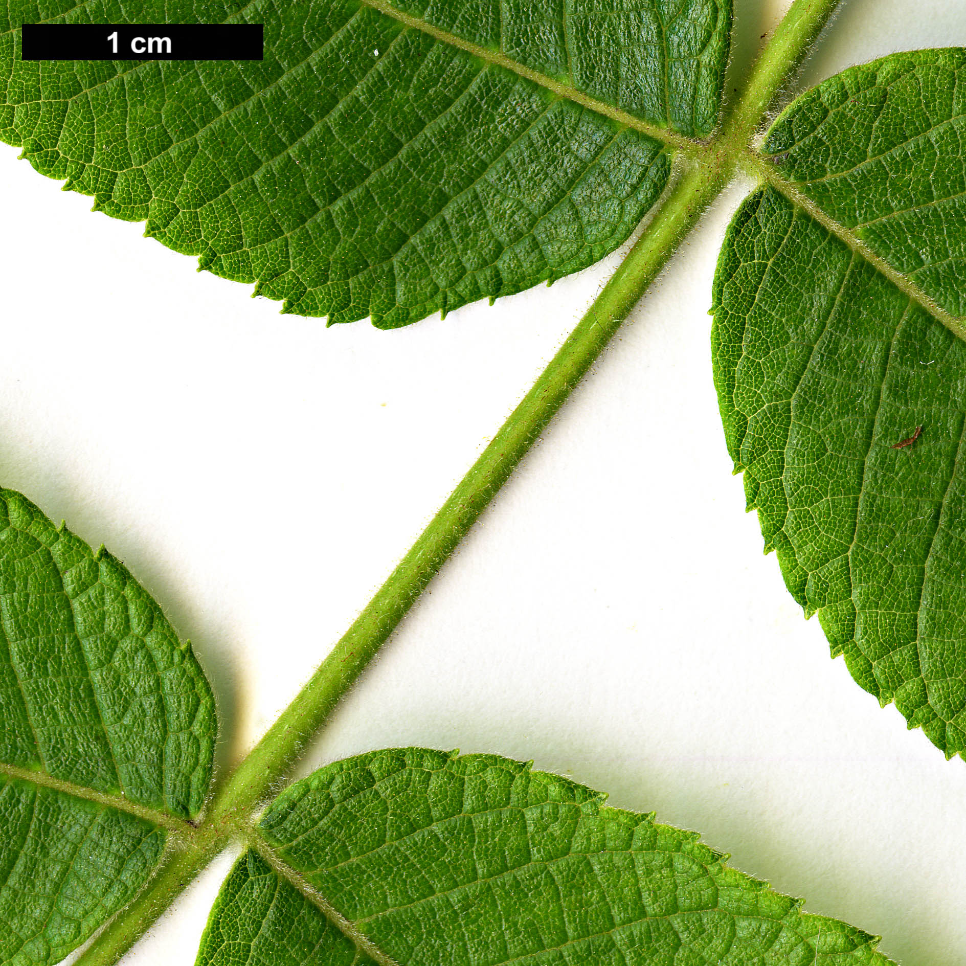 High resolution image: Family: Juglandaceae - Genus: Juglans - Taxon: cinerea