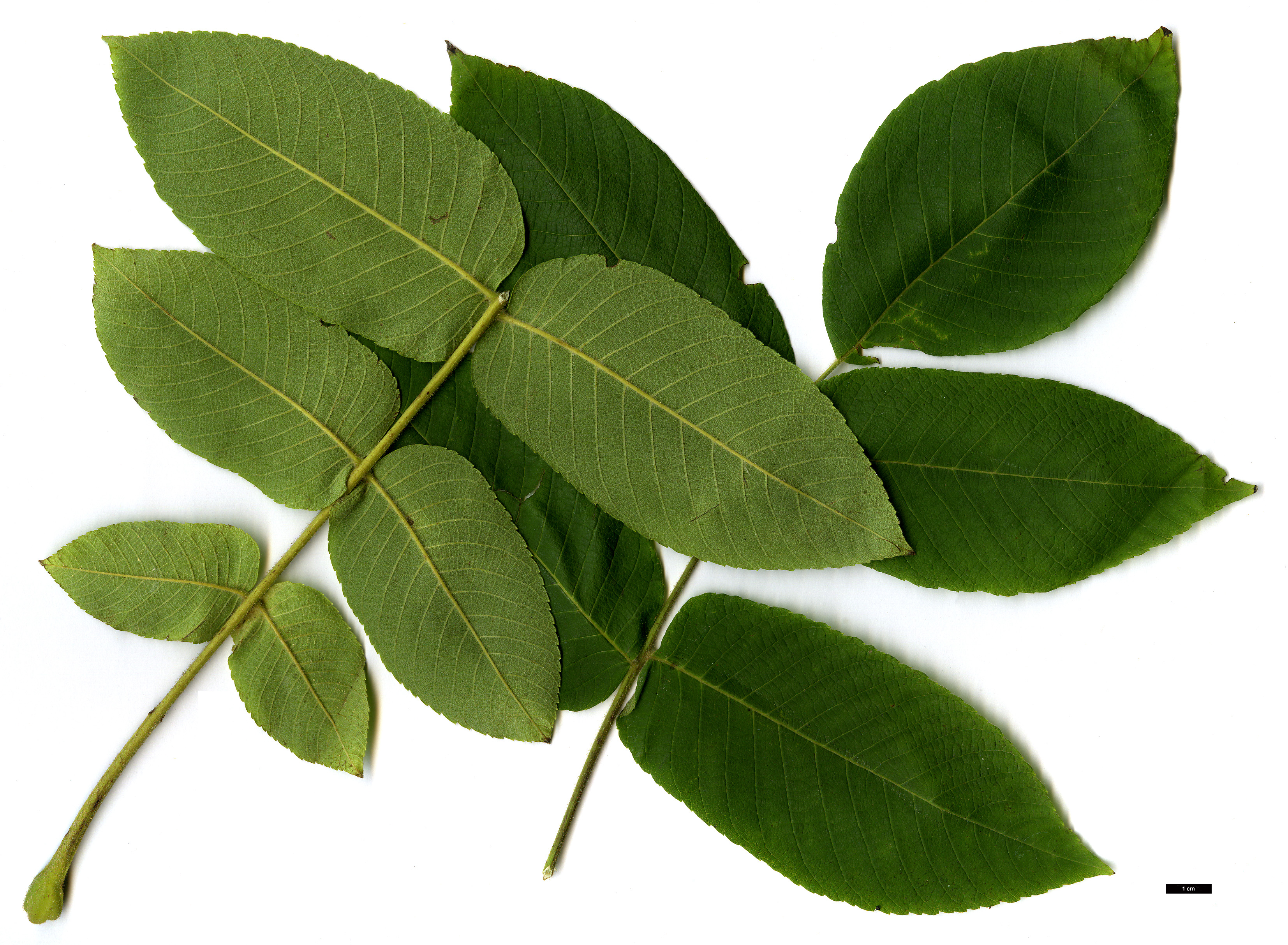 High resolution image: Family: Juglandaceae - Genus: Juglans - Taxon: mandshurica High resolution image: Family: Juglandaceae - Genus: Juglans - Taxon: mandshurica