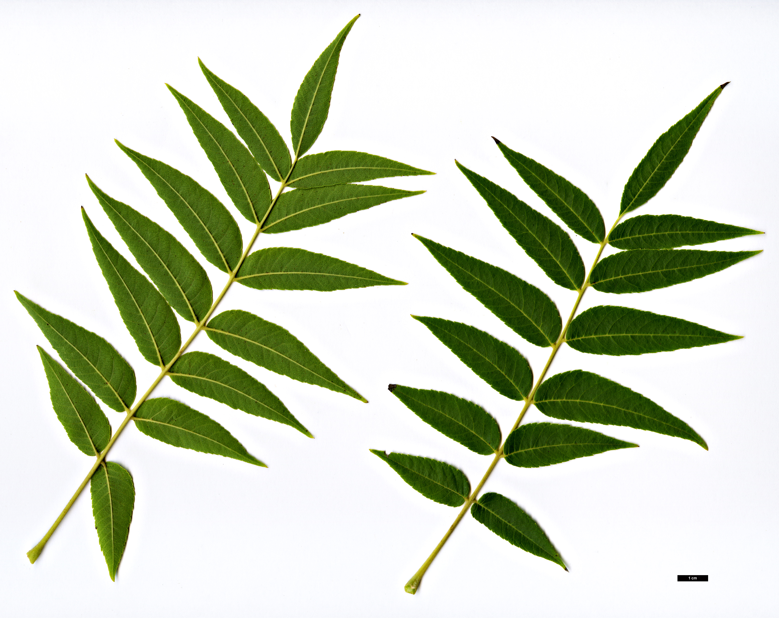 High resolution image: Family: Juglandaceae - Genus: Juglans - Taxon: microcarpa