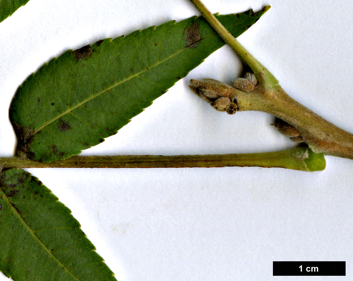 High resolution image: Family: Juglandaceae - Genus: Juglans - Taxon: microcarpa