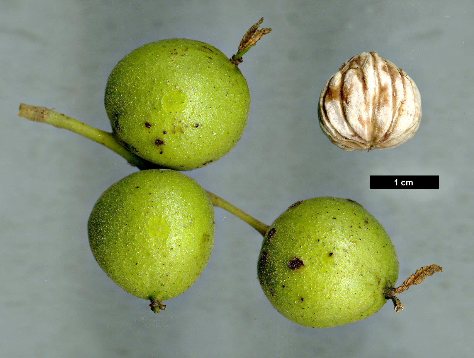 High resolution image: Family: Juglandaceae - Genus: Juglans - Taxon: microcarpa