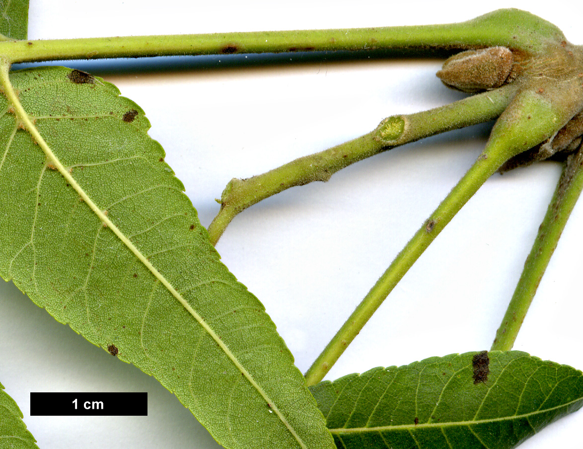 High resolution image: Family: Juglandaceae - Genus: Juglans - Taxon: microcarpa