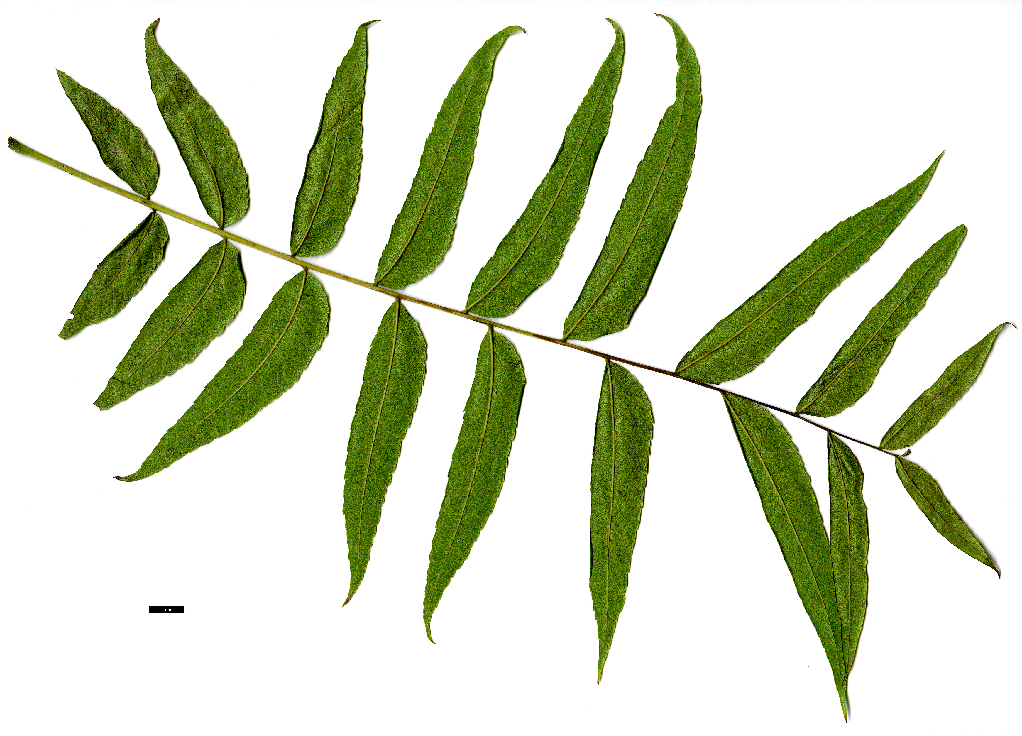 High resolution image: Family: Juglandaceae - Genus: Juglans - Taxon: microcarpa