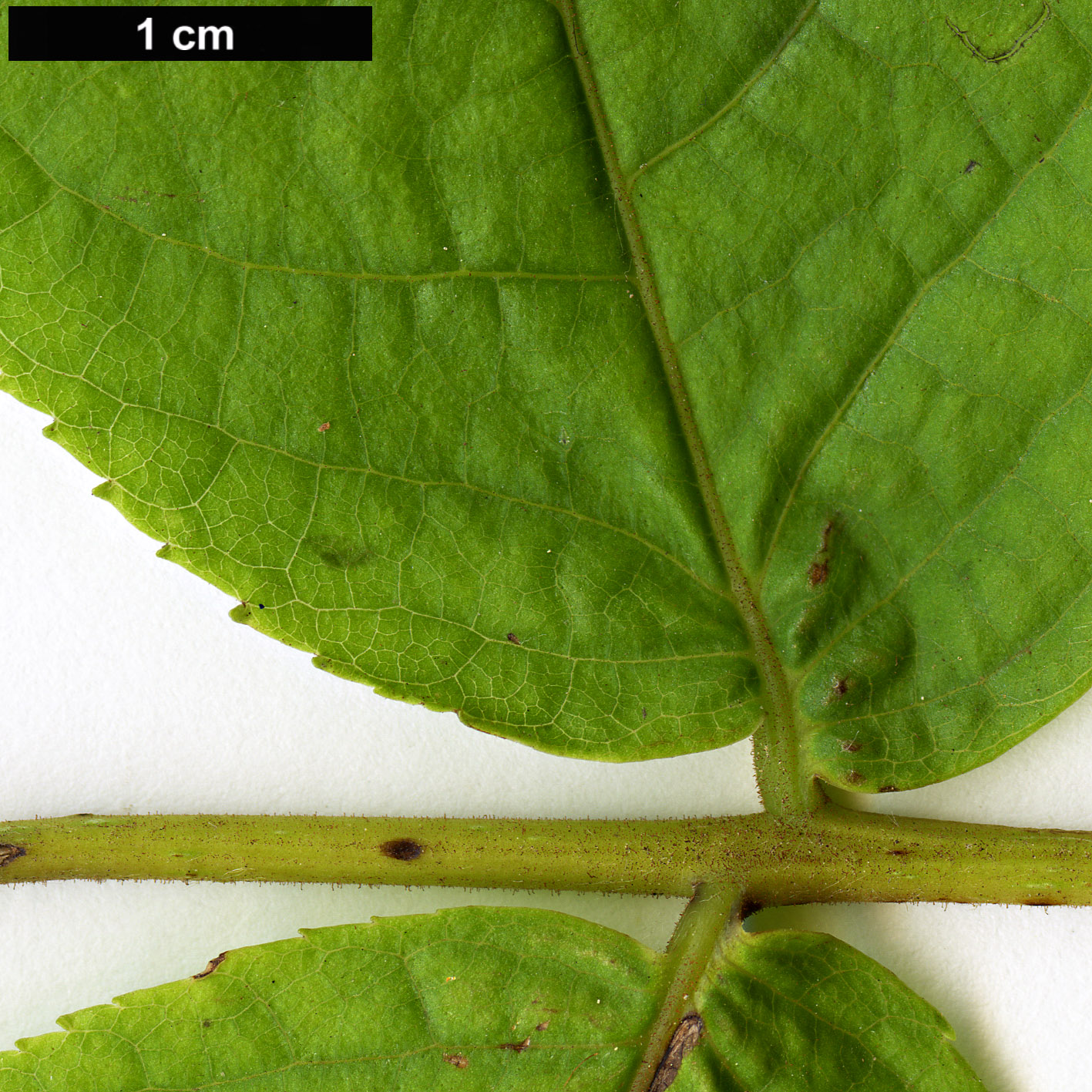 High resolution image: Family: Juglandaceae - Genus: Juglans - Taxon: neotropica
