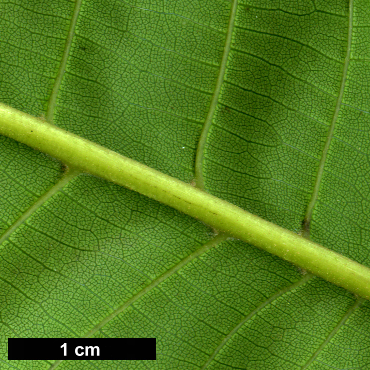 High resolution image: Family: Juglandaceae - Genus: Juglans - Taxon: sigillata