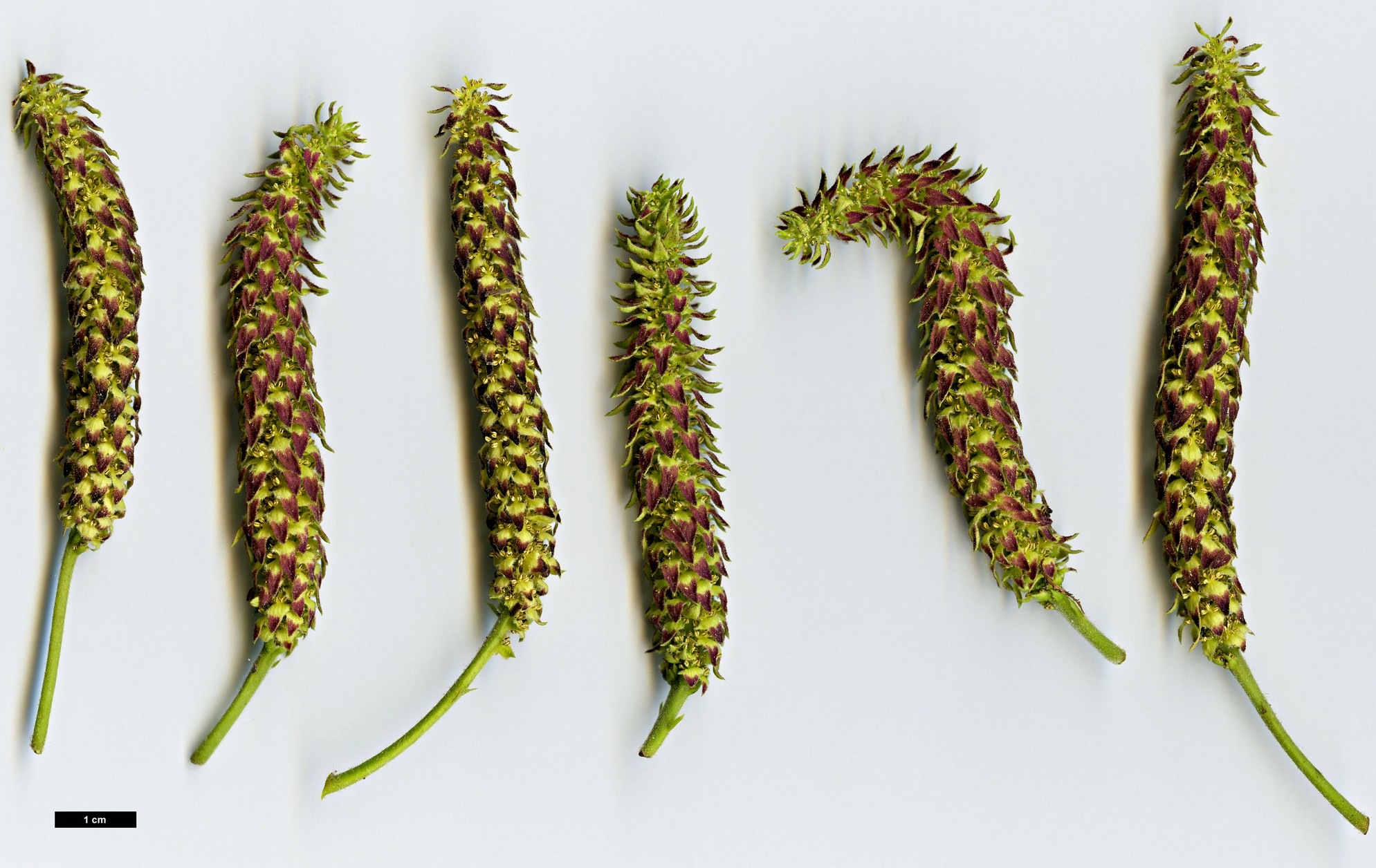 High resolution image: Family: Juglandaceae - Genus: Platycarya - Taxon: strobilacea