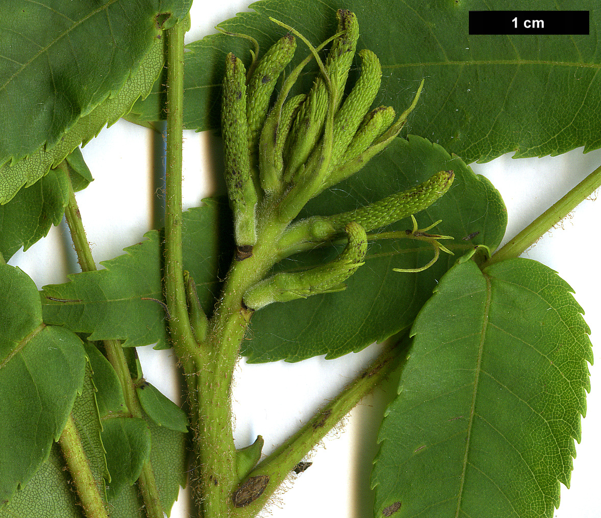 High resolution image: Family: Juglandaceae - Genus: Platycarya - Taxon: strobilacea