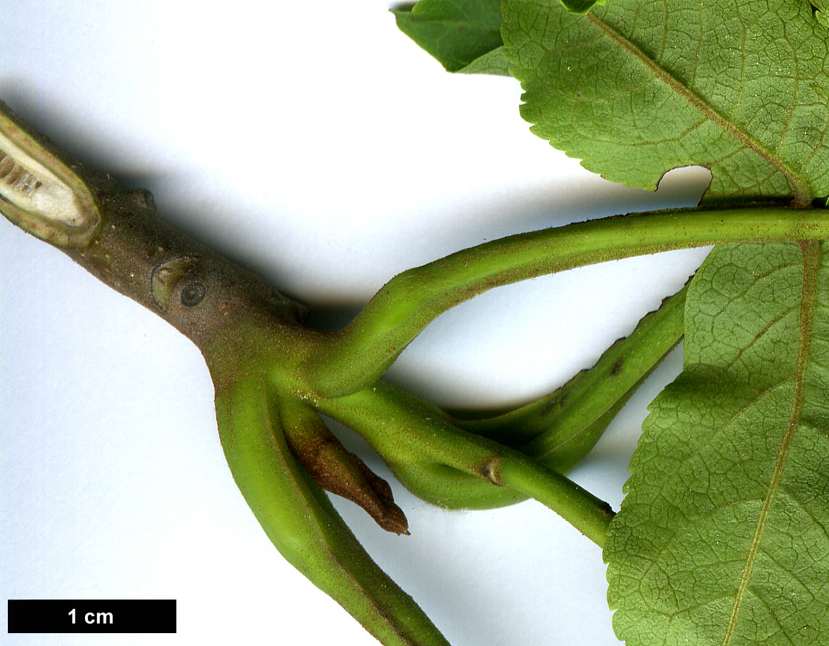 High resolution image: Family: Juglandaceae - Genus: Pterocarya - Taxon: fraxinifolia