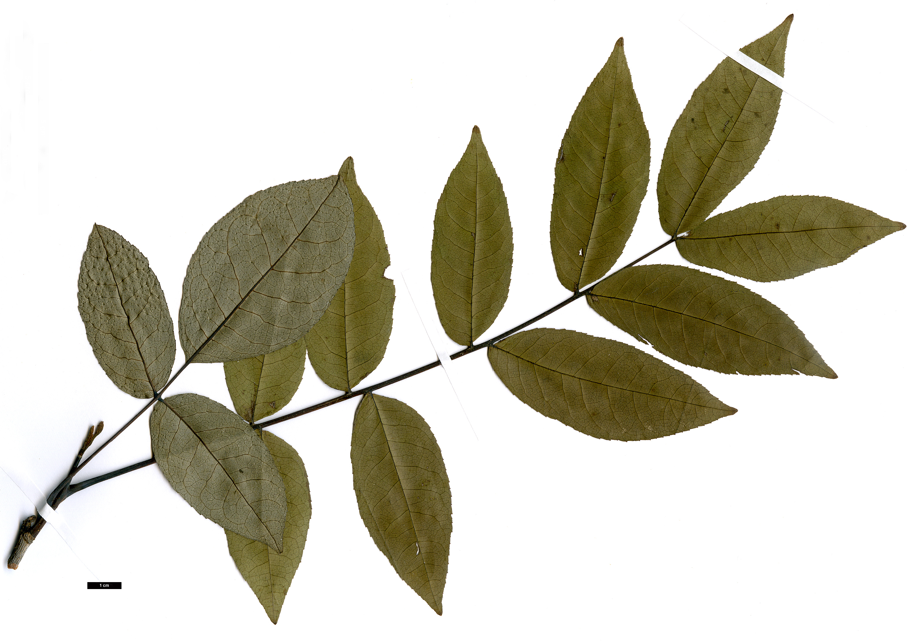 High resolution image: Family: Juglandaceae - Genus: Pterocarya - Taxon: hupehensis High resolution image: Family: Juglandaceae - Genus: Pterocarya - Taxon: hupehensis