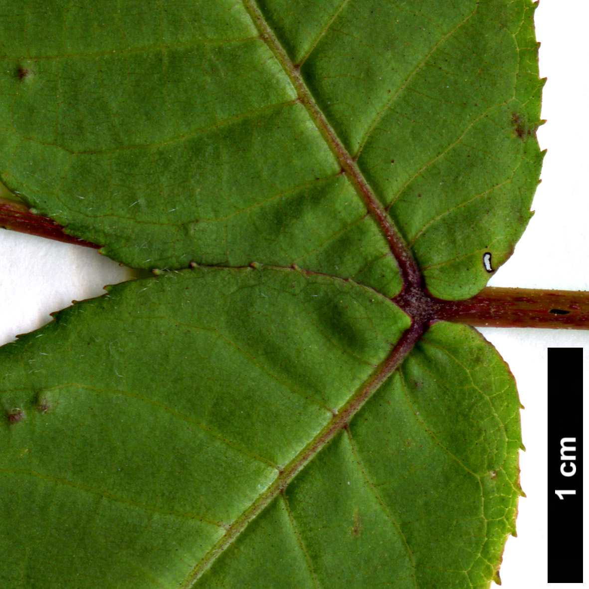 High resolution image: Family: Juglandaceae - Genus: Pterocarya - Taxon: hupehensis High resolution image: Family: Juglandaceae - Genus: Pterocarya - Taxon: hupehensis