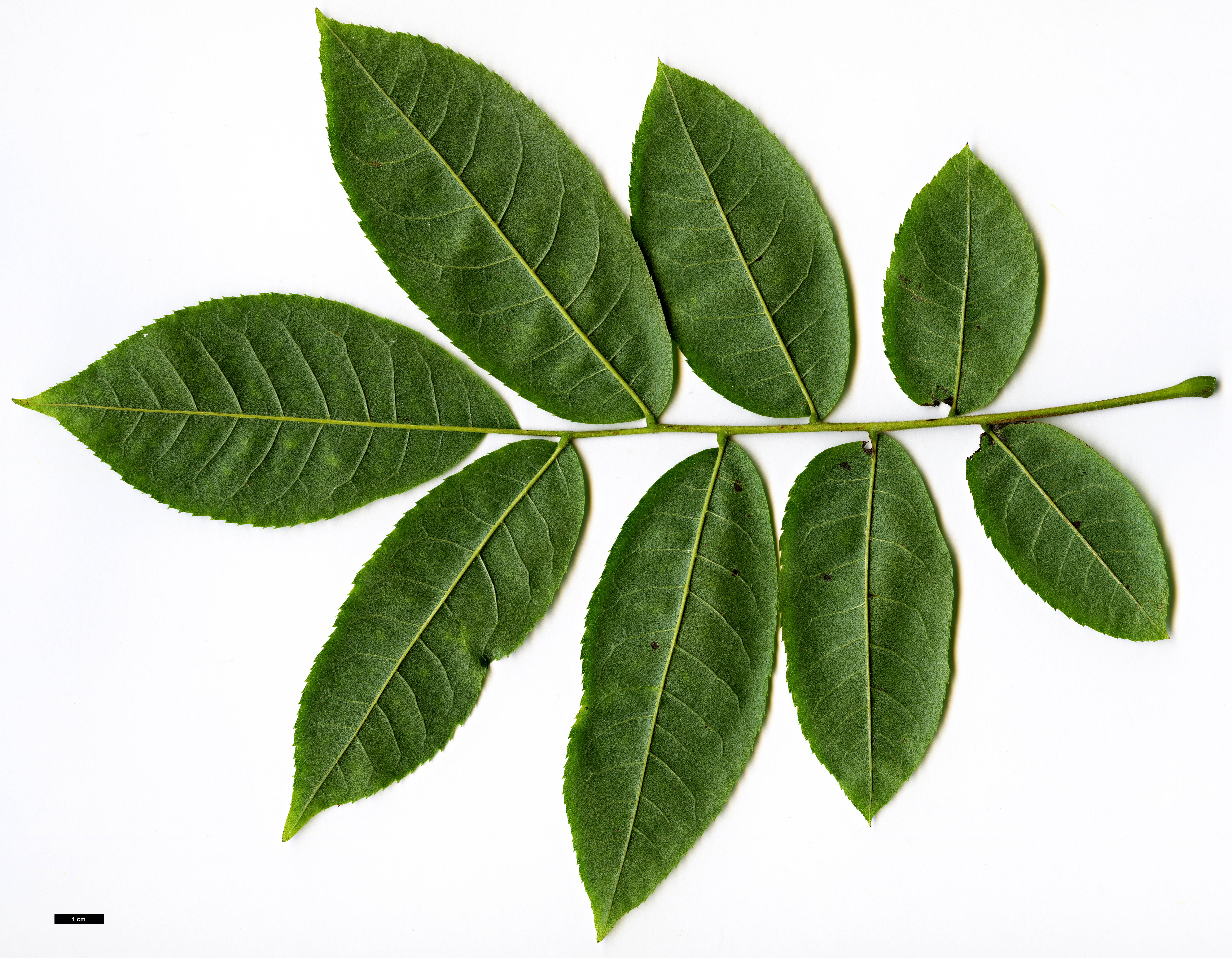 High resolution image: Family: Juglandaceae - Genus: Pterocarya - Taxon: hupehensis High resolution image: Family: Juglandaceae - Genus: Pterocarya - Taxon: hupehensis