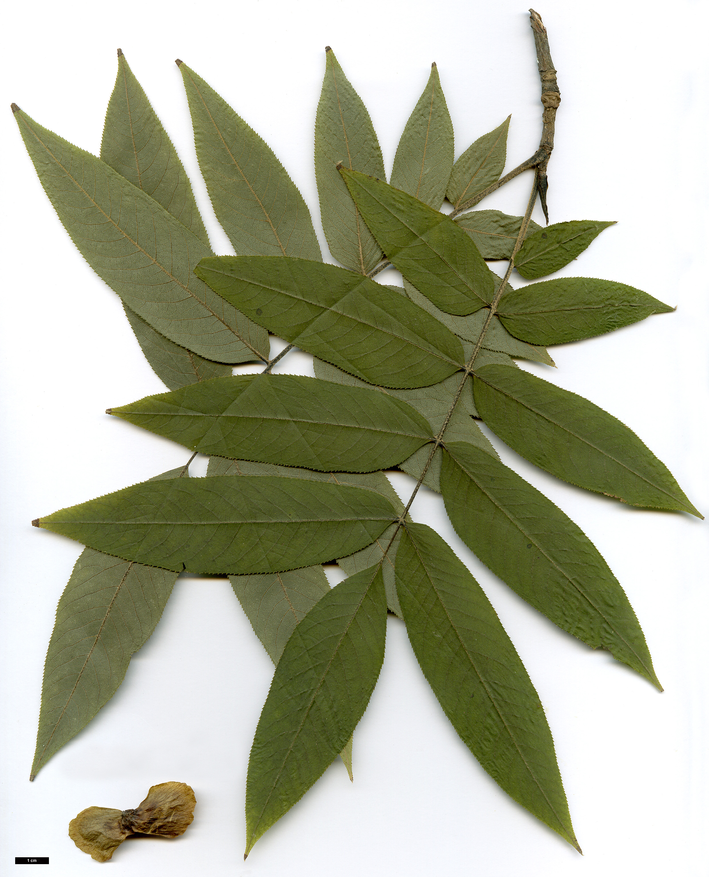 High resolution image: Family: Juglandaceae - Genus: Pterocarya - Taxon: macroptera