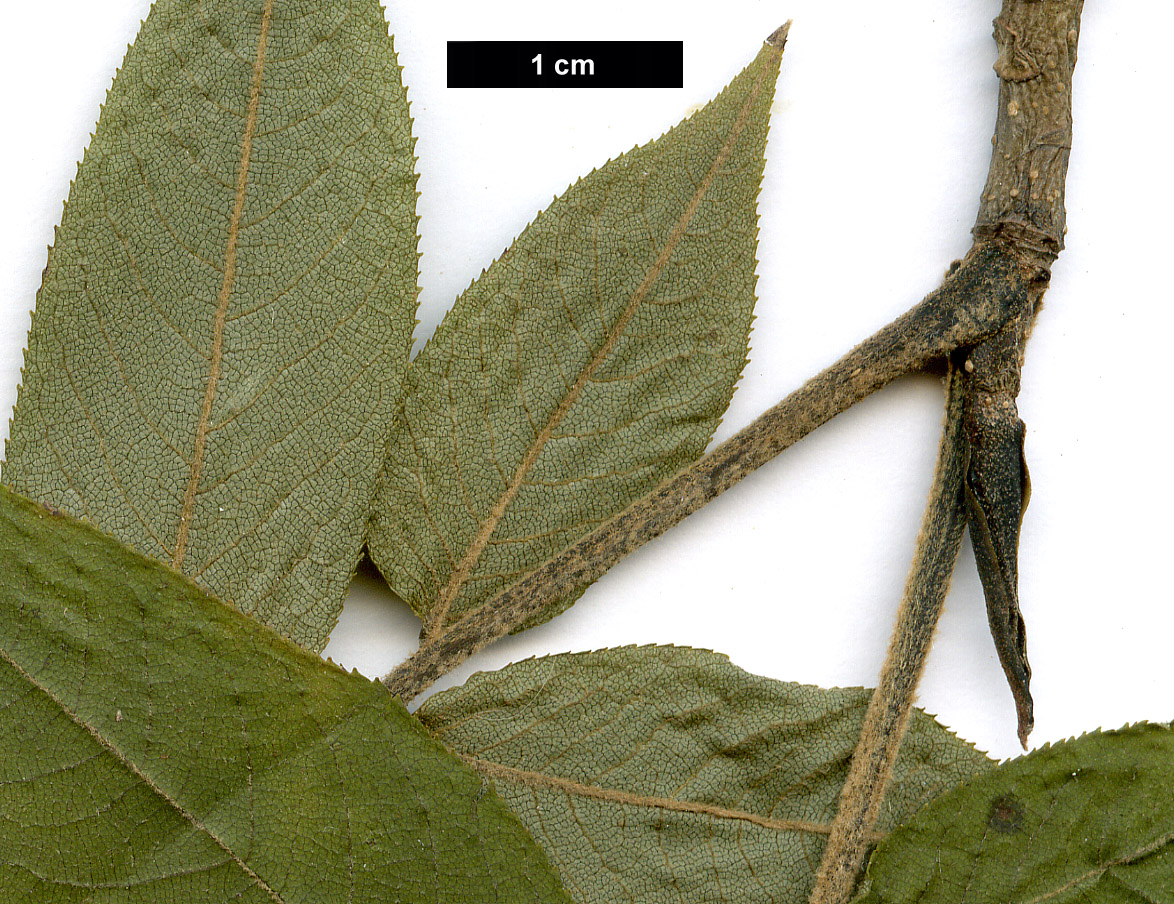 High resolution image: Family: Juglandaceae - Genus: Pterocarya - Taxon: macroptera