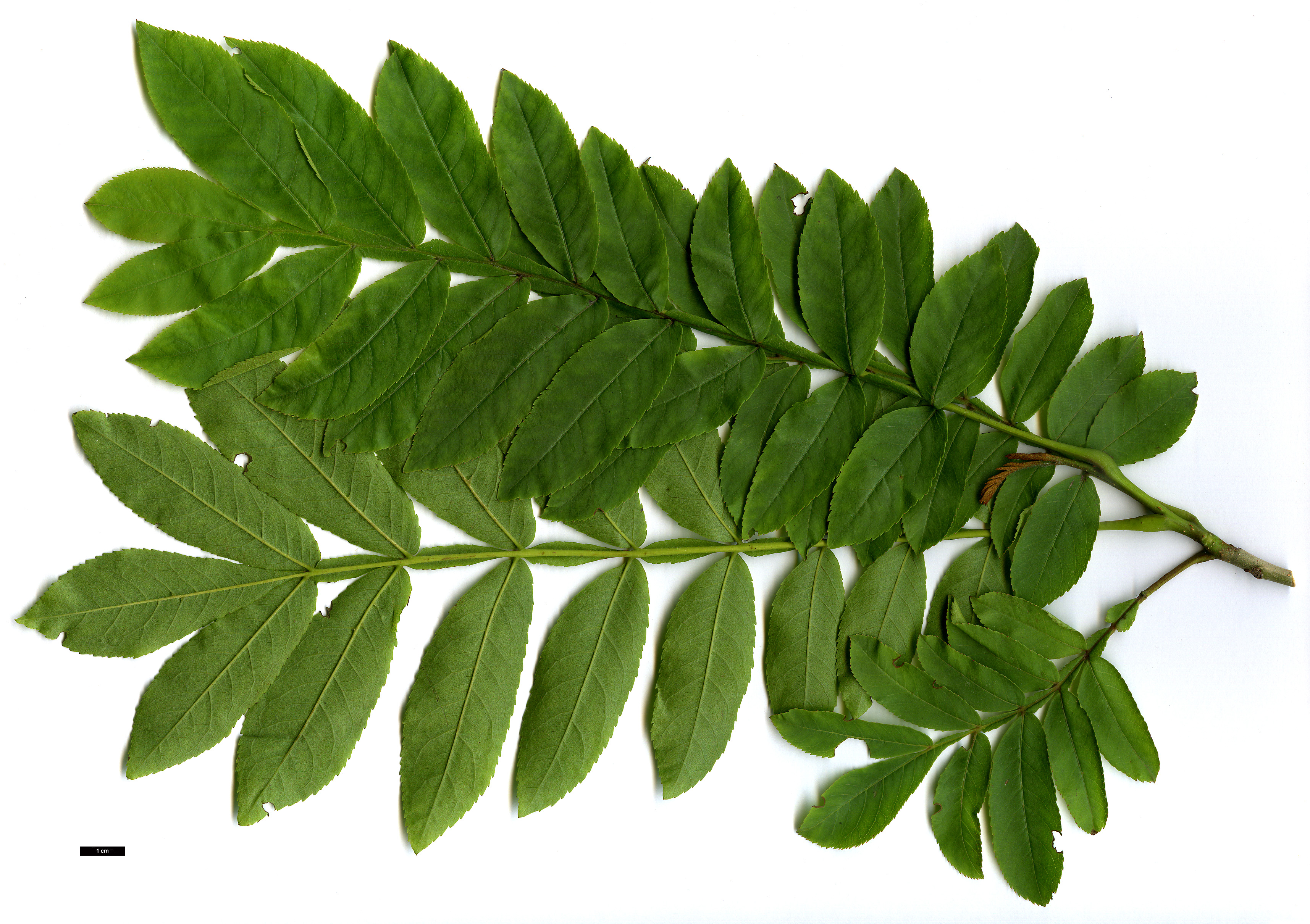 High resolution image: Family: Juglandaceae - Genus: Pterocarya - Taxon: stenoptera