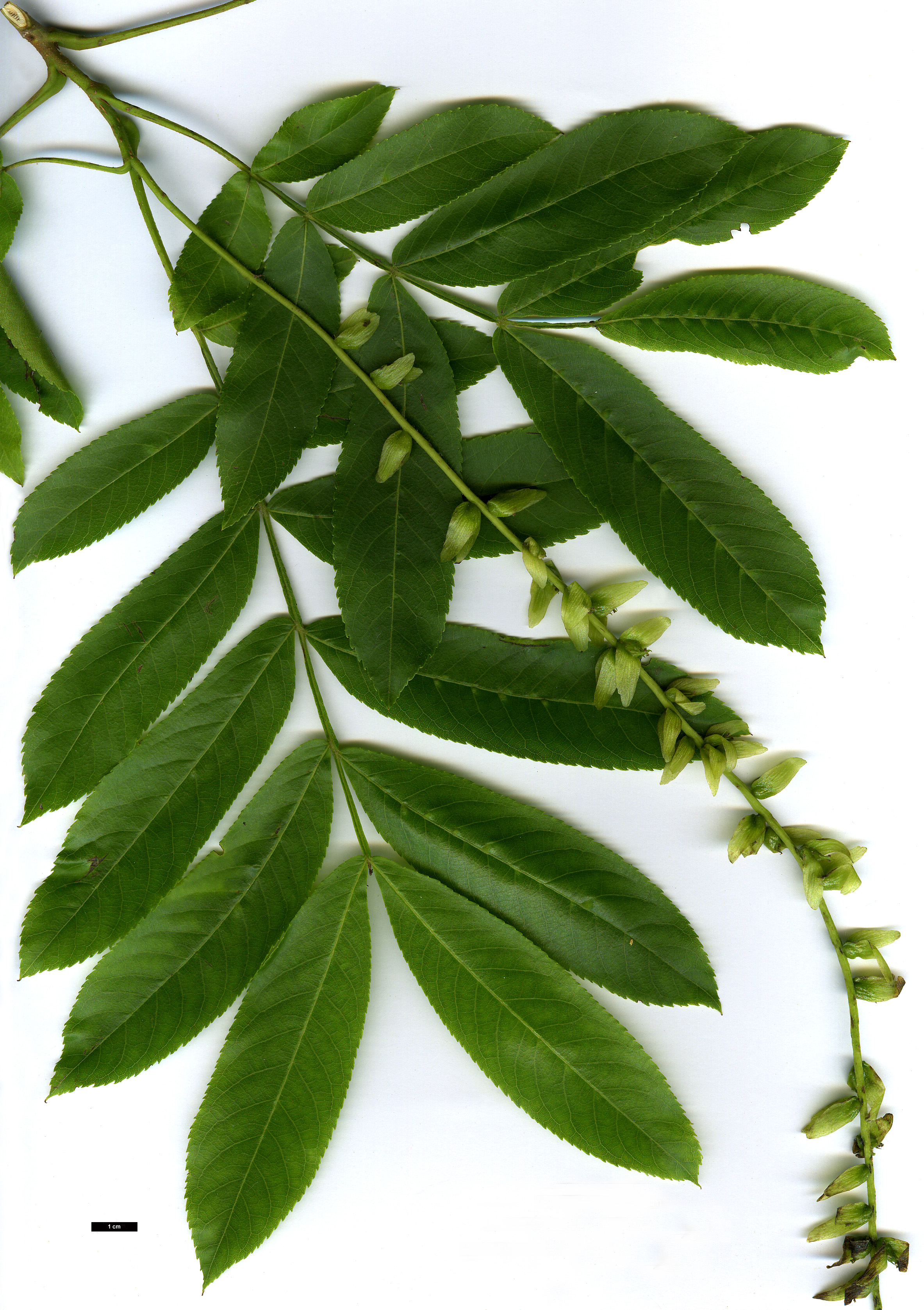 High resolution image: Family: Juglandaceae - Genus: Pterocarya - Taxon: stenoptera