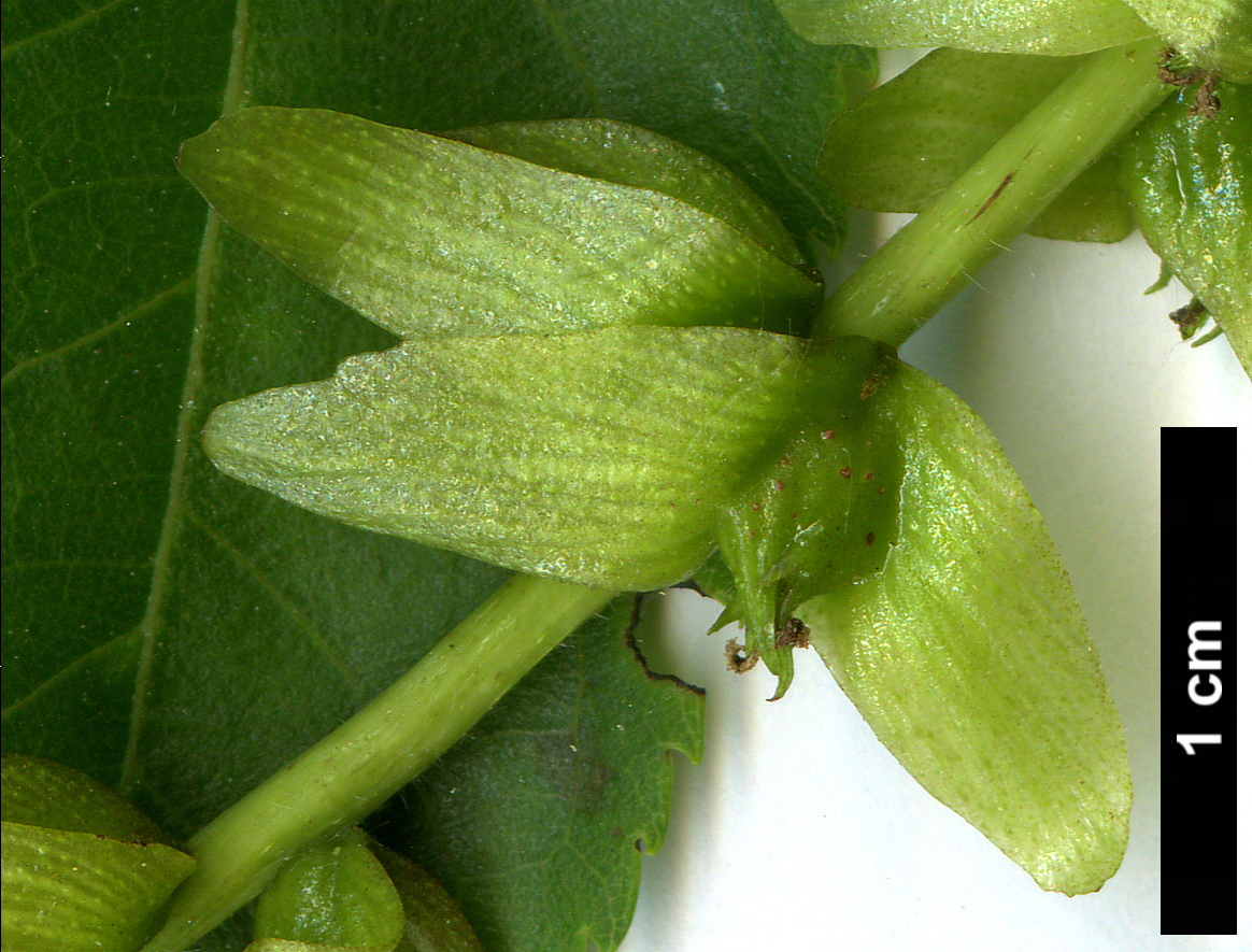 High resolution image: Family: Juglandaceae - Genus: Pterocarya - Taxon: stenoptera