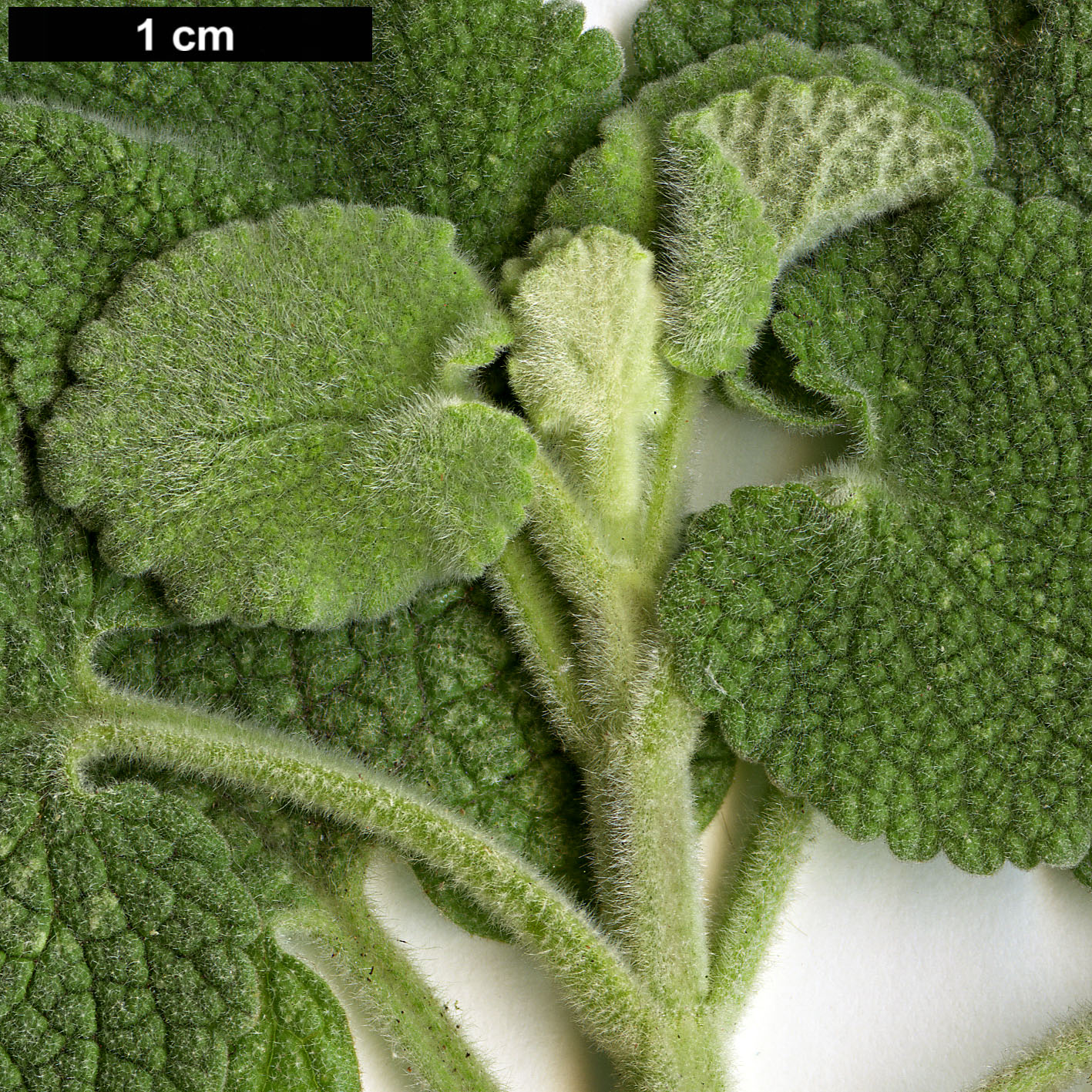 High resolution image: Family: Lamiaceae - Genus: Ballota - Taxon: acetabulosa