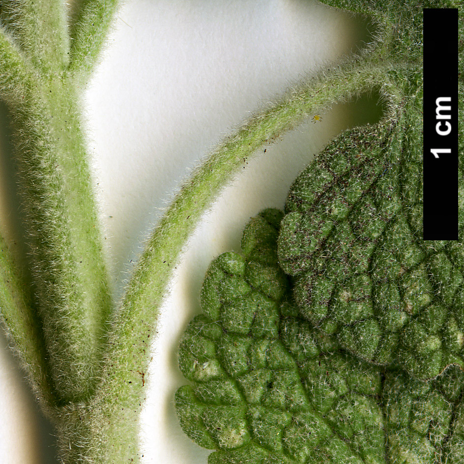High resolution image: Family: Lamiaceae - Genus: Ballota - Taxon: acetabulosa